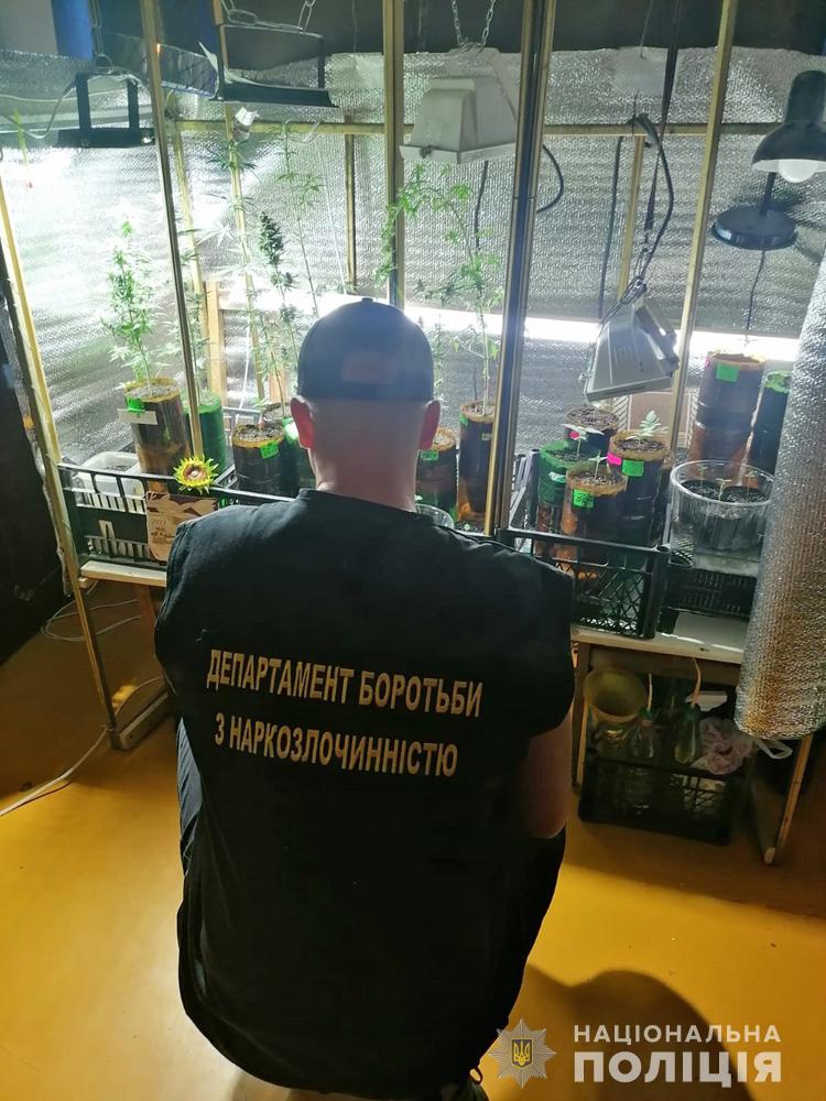 Новини Житомира - фото з У бердичівлянина виявили теплицю з вирощування сортової коноплі і готових наркотиків на 120 тисяч гривен