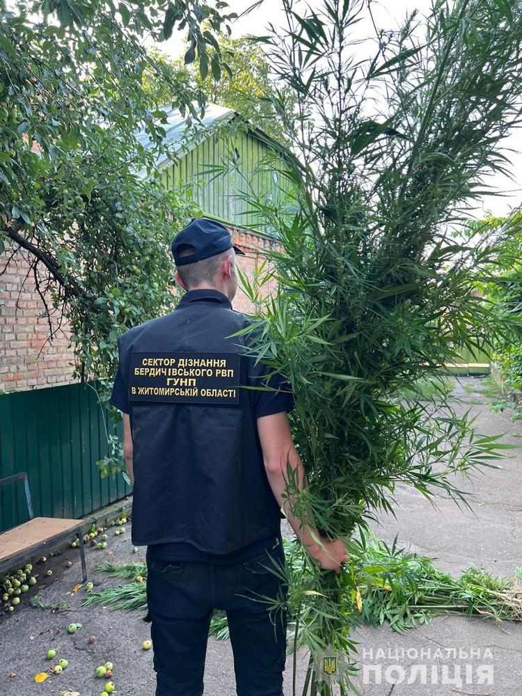 Новини Житомира - фото з У бердичівлянина виявили теплицю з вирощування сортової коноплі і готових наркотиків на 120 тисяч гривен