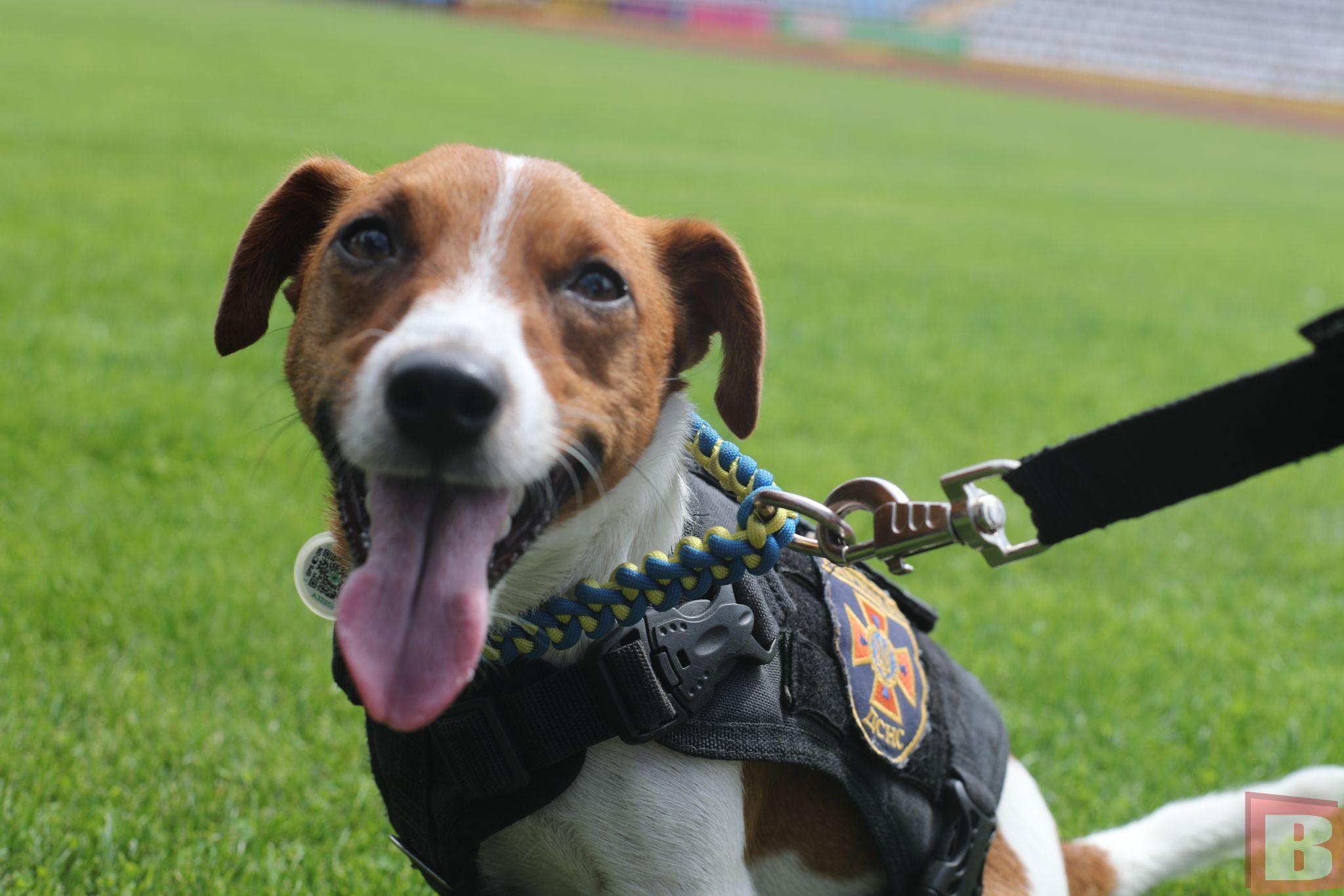 Новини Хмельницького - фото з Патрон приїхав у Хмельницький: деталі візиту відомого українського пса