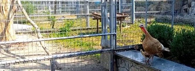 Релакс-відео суботнього вечора: як мама-індичка дітей на прогулянку водила