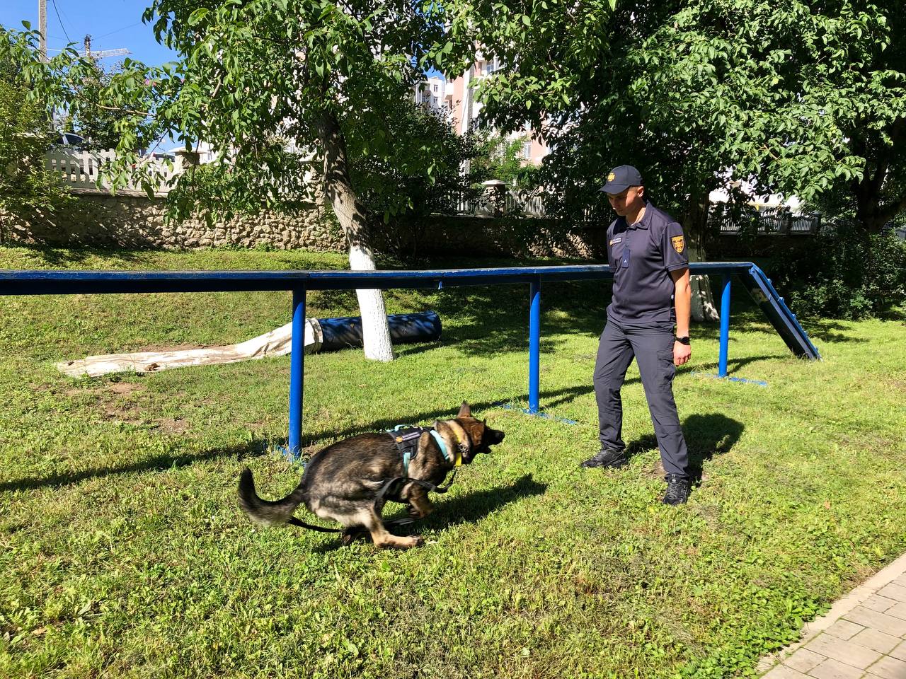 Новини Тернополя - фото з Єдина в Україні: як тернопільська собака Фіона рятує людей з-під завалів