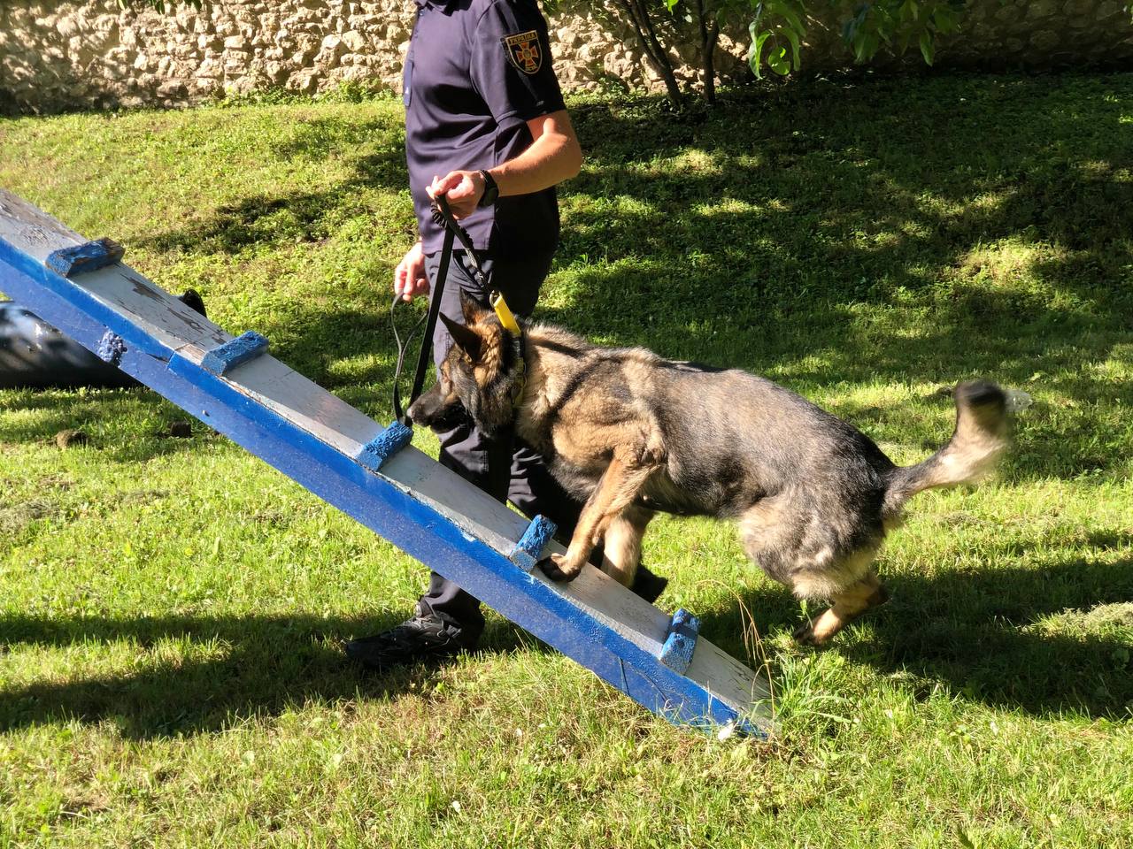 Новини Тернополя - фото з Єдина в Україні: як тернопільська собака Фіона рятує людей з-під завалів