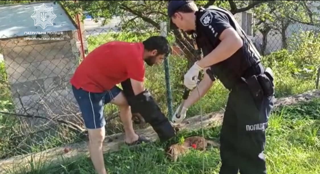 Новини Тернополя - фото з На Хліборобній врятували пораненого молодого лиса