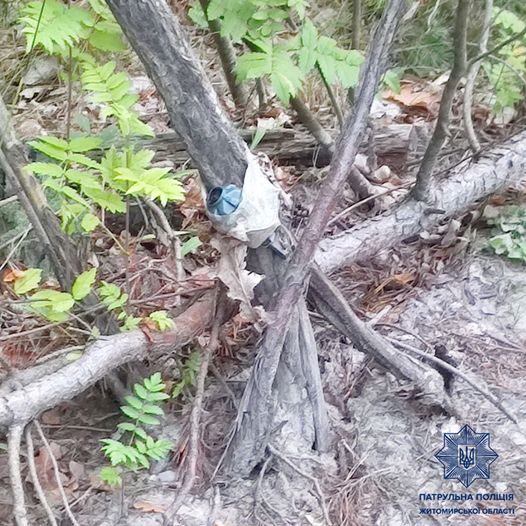 На зображенні може бути: дерево та природа