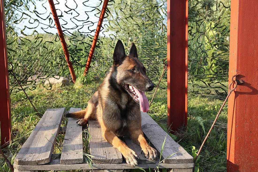 Новини Хмельницького - фото з «Мрію, що колись поверну своїх собак», - кінологиня з Маріуполя почала нове життя в Хмельницькому