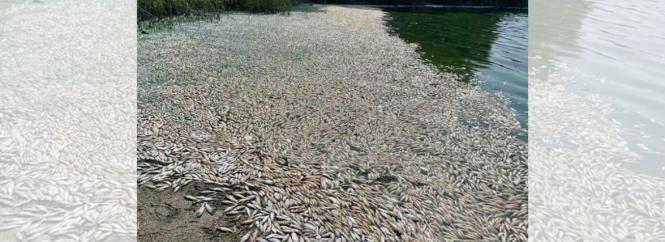 Новини Вінниці - фото з Мор риби, розшук злочинця та інше важливе за 8 вересня у Вінниці У Степашках масовий мор риби? Звернулися за поясненнями до екологів та рибоохорони