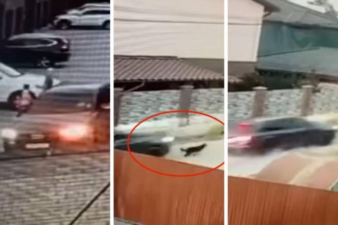 Новини Вінниці - фото з Наїзд на собаку, сухі борщі для ЗСУ та інше важливе за 9 вересня у Вінниці Водій на Audi в котеджному містечку наїхав на собаку, що йому заважала. Хто цей чоловік?