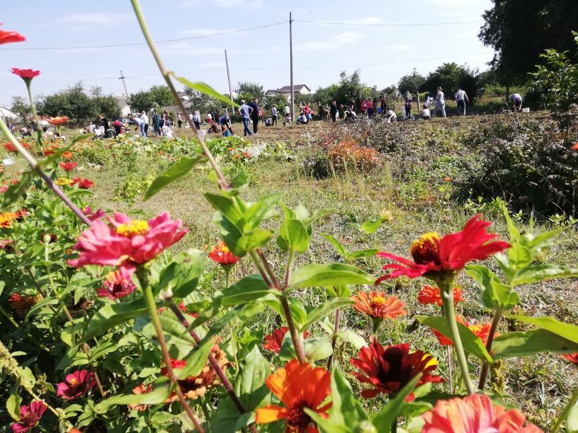 Новини Тернополя - фото з «Картоплефест» відбувся: учні Хоростківської гімназії самотужки збирали картоплю для шкільної їдальні