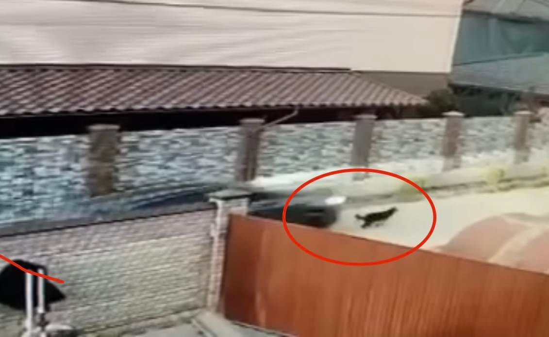 Новини Вінниці - фото з Водій на Audi в котеджному містечку наїхав на собаку, що йому заважала. Хто цей чоловік?