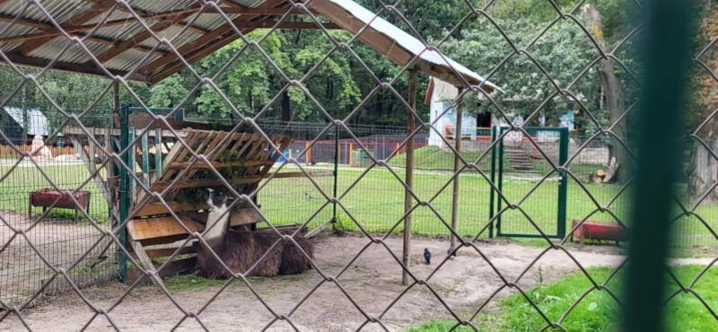 Новини Тернополя - фото з Відвідувачів просять не годувати тварин у зоокутку в парку «Сопільче». Чому?