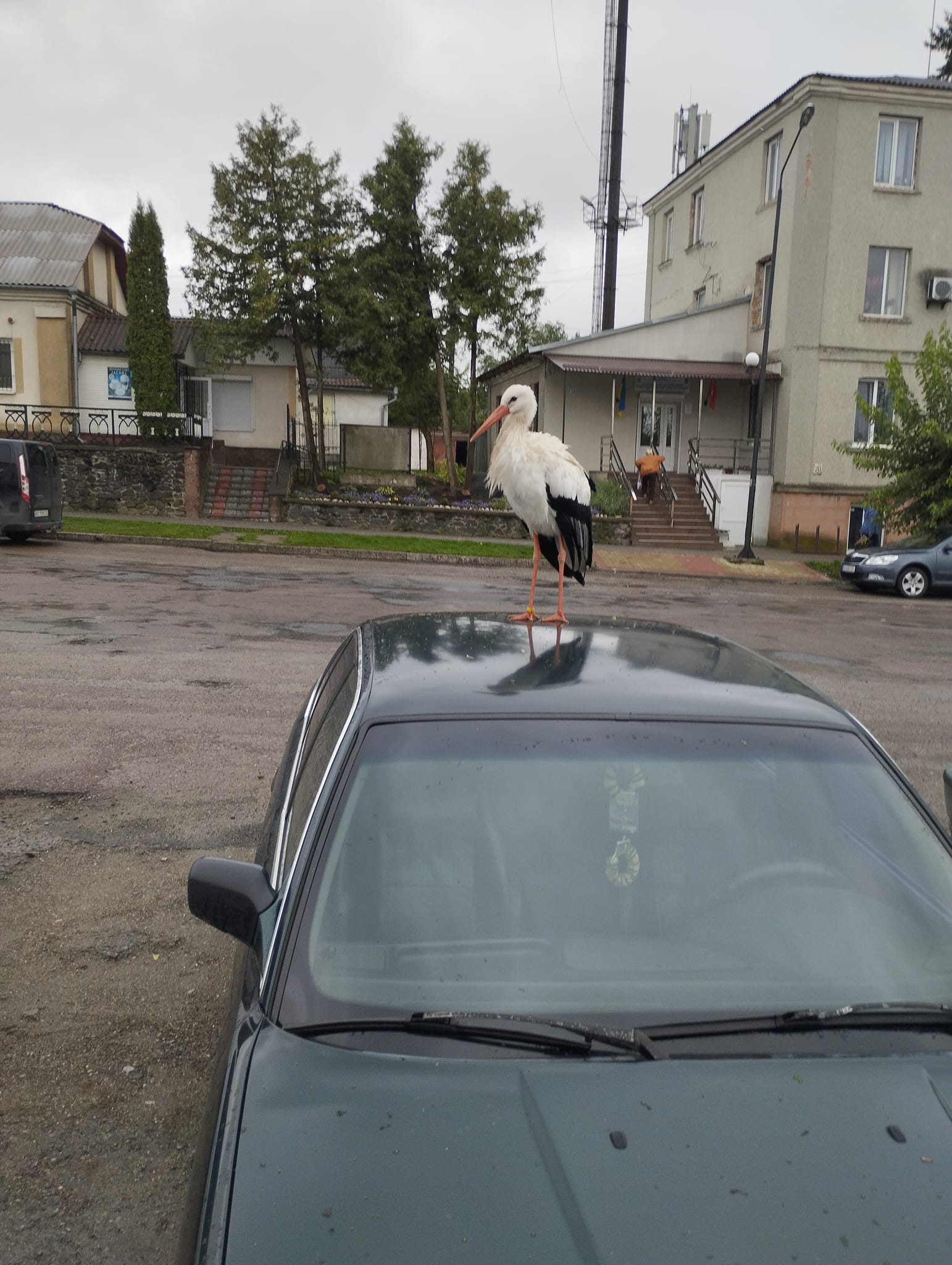 Новини Тернополя - фото з Візитівка Ланівців: в райцентрі на Тернопільщині лелека «перевіряє» автівки