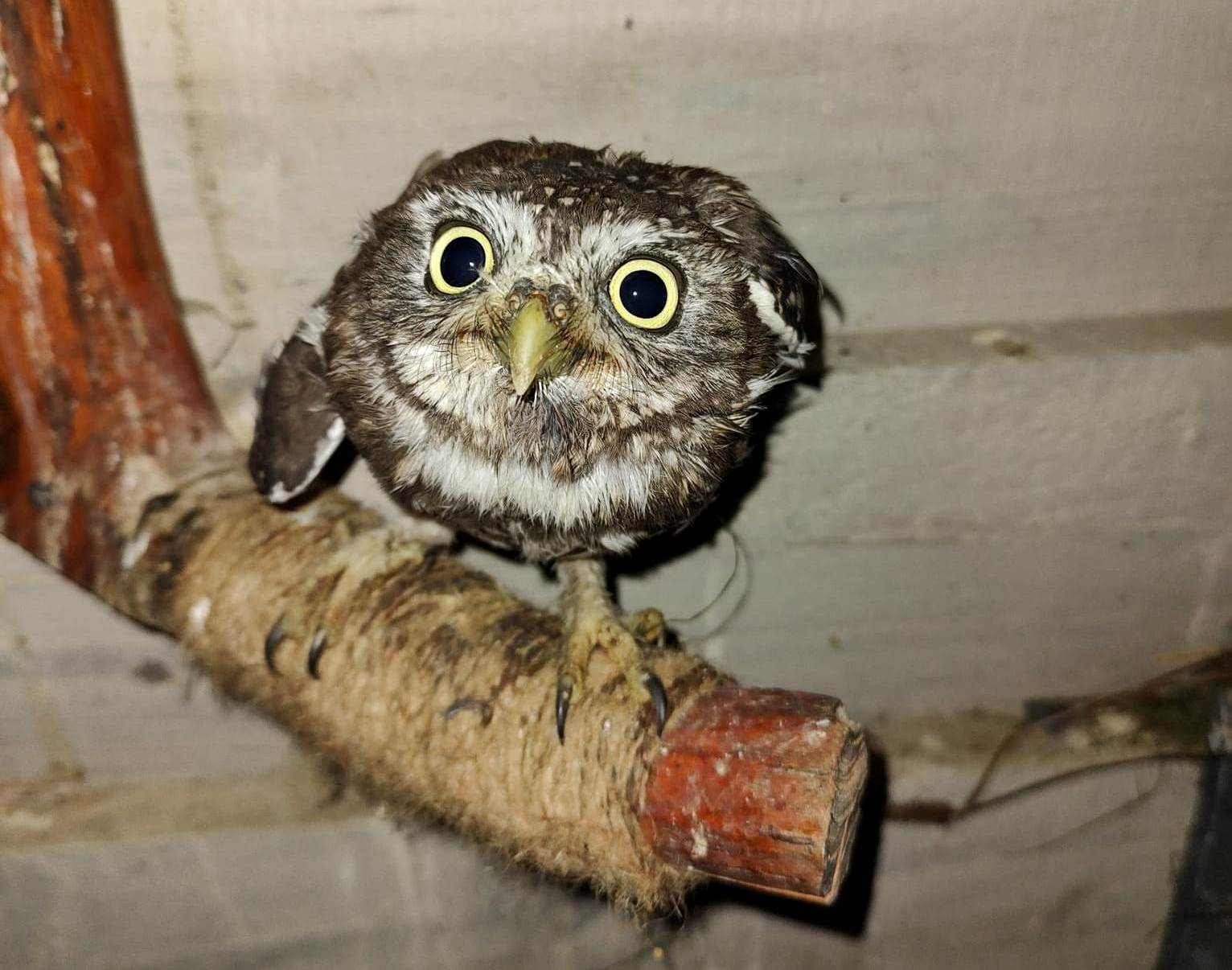 Новини Вінниці - фото з «Лелека без крила, ворон з половиною дзьоба, єнот без ока…». Родина врятувала понад сто тварин і птахів