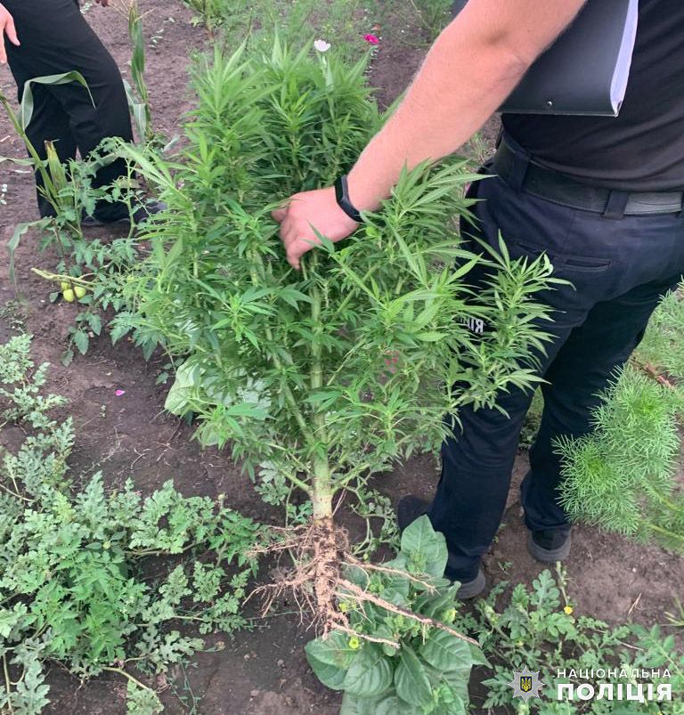 Новини Хмельницького - фото з Мешканцю Старокостянтинівщини “світить” 3 роки за вирощування коноплі