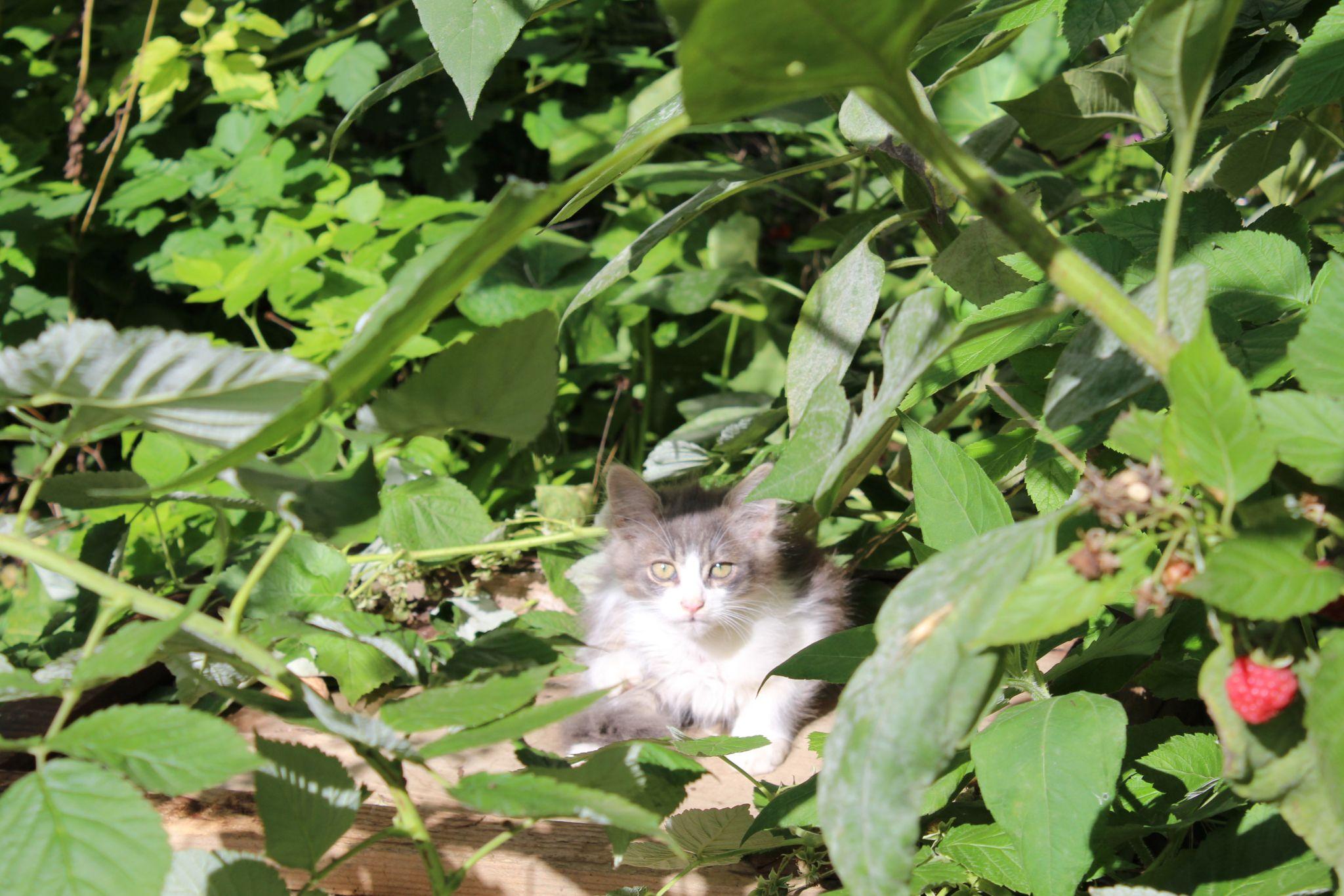 Новини Тернополя - фото з Куди подіти котів, які окупували підвали? Мешканці шукають вихід, а влада розводить руками