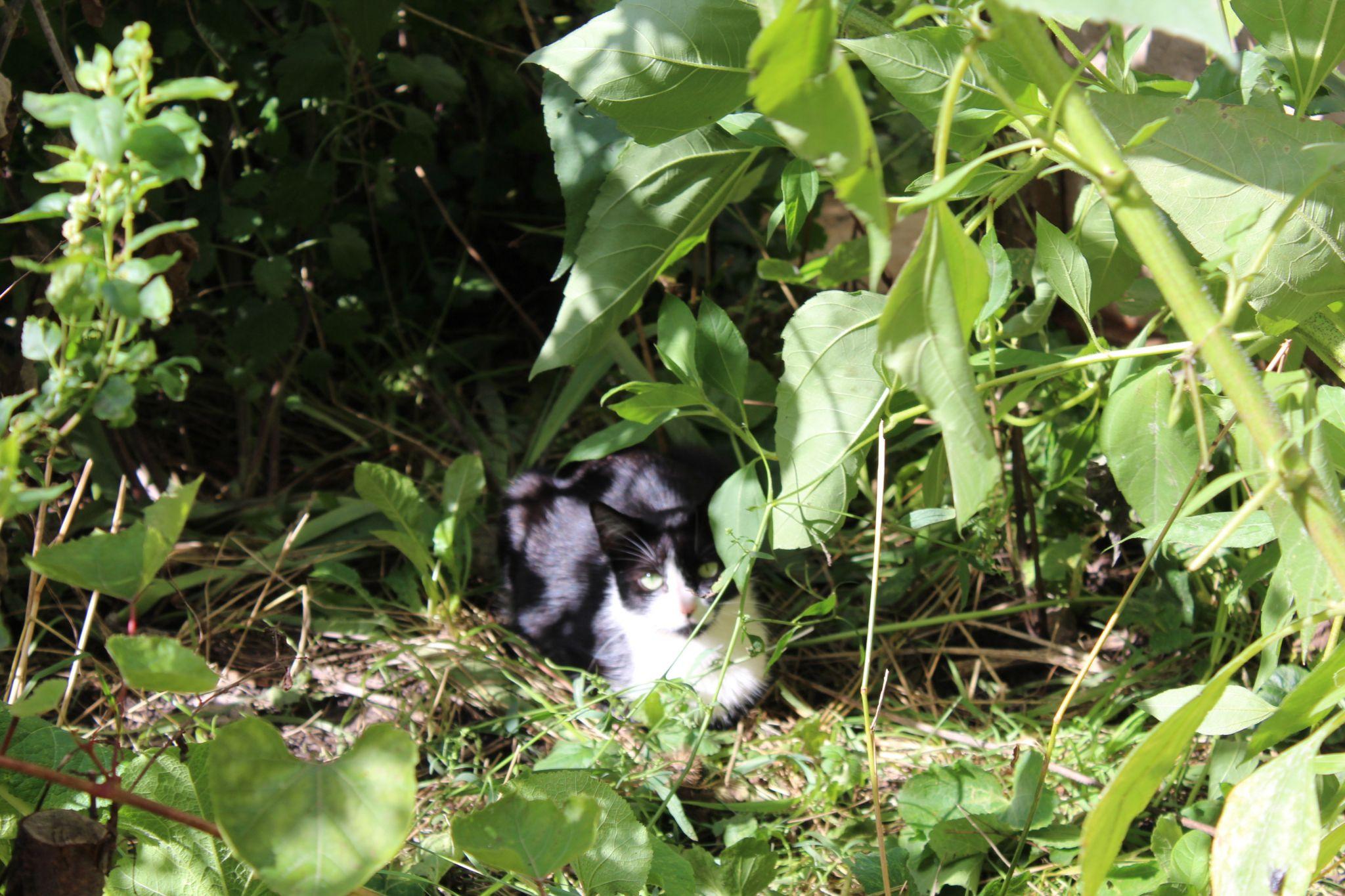 Новини Тернополя - фото з Куди подіти котів, які окупували підвали? Мешканці шукають вихід, а влада розводить руками