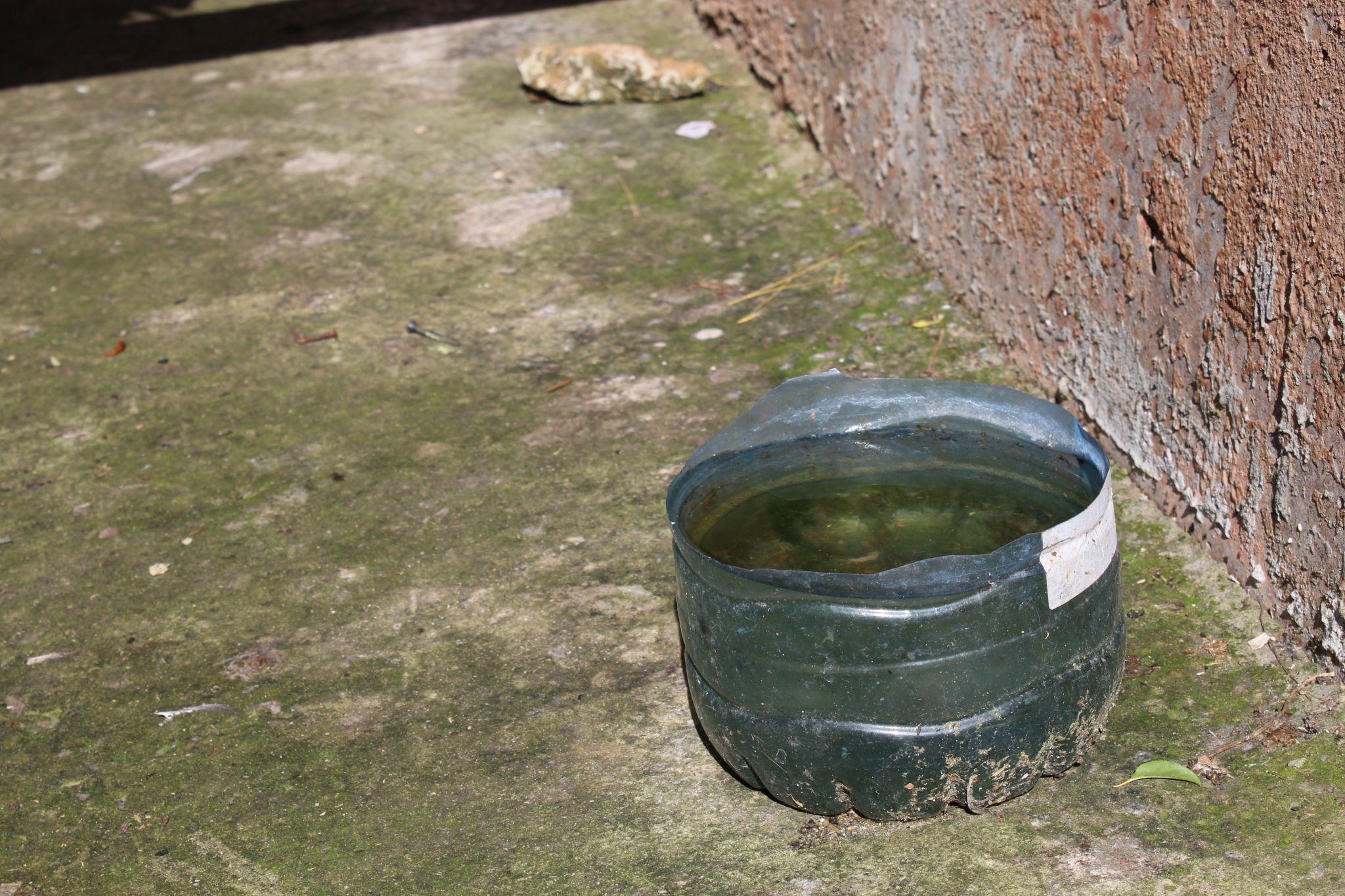 Новини Тернополя - фото з Куди подіти котів, які окупували підвали? Мешканці шукають вихід, а влада розводить руками