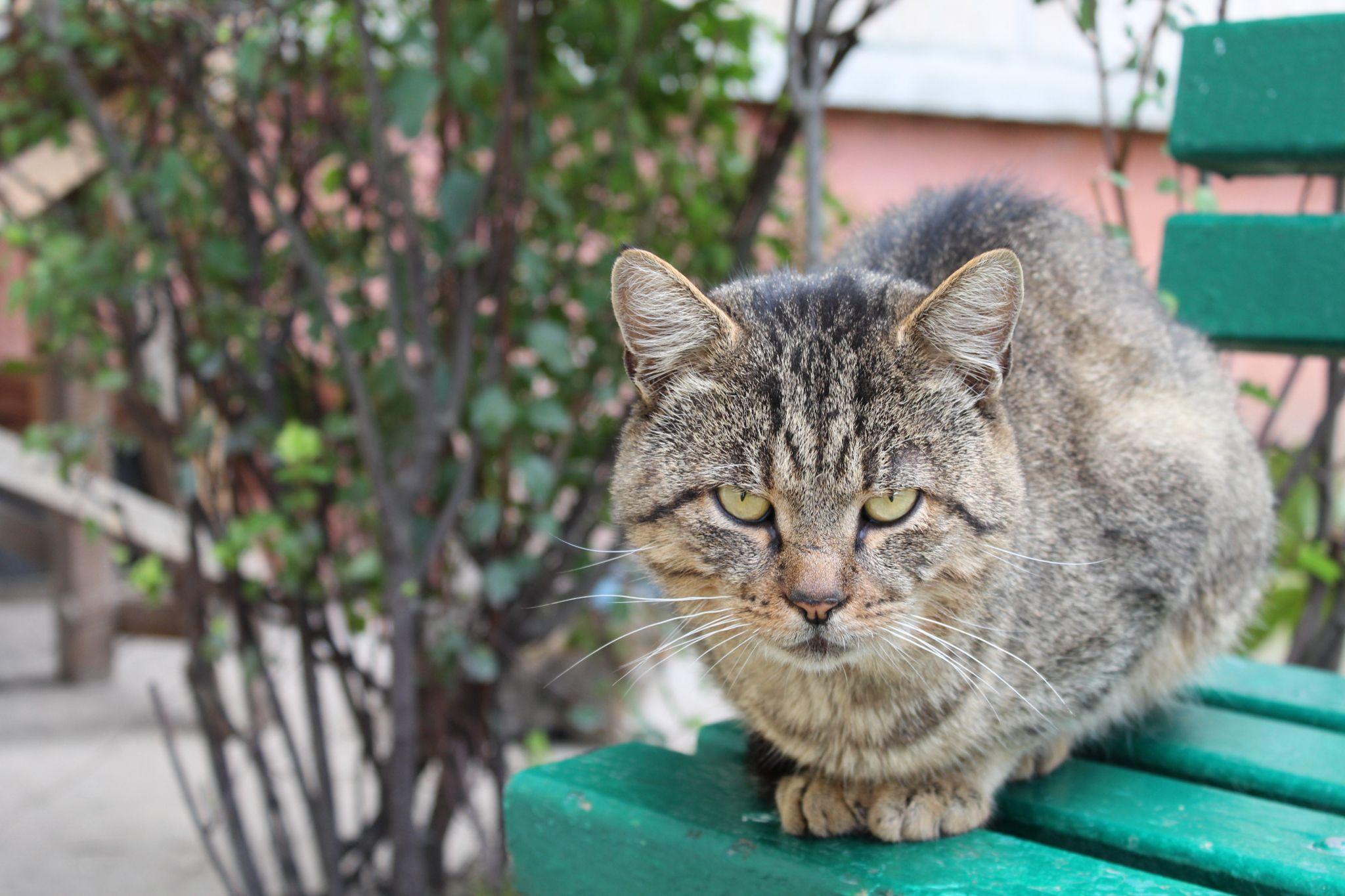 Новини Тернополя - фото з Куди подіти котів, які окупували підвали? Мешканці шукають вихід, а влада розводить руками
