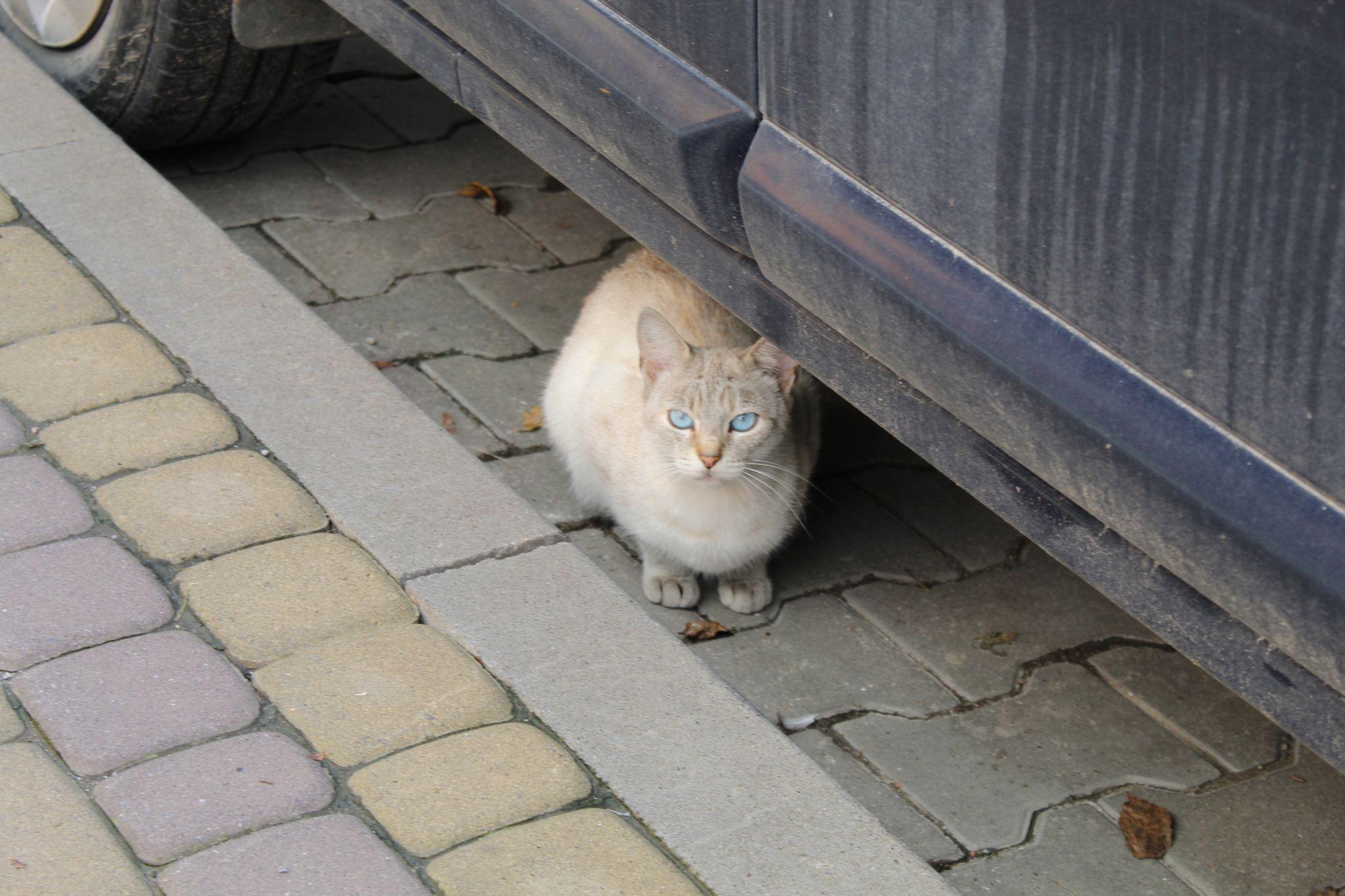 Новини Тернополя - фото з Куди подіти котів, які окупували підвали? Мешканці шукають вихід, а влада розводить руками