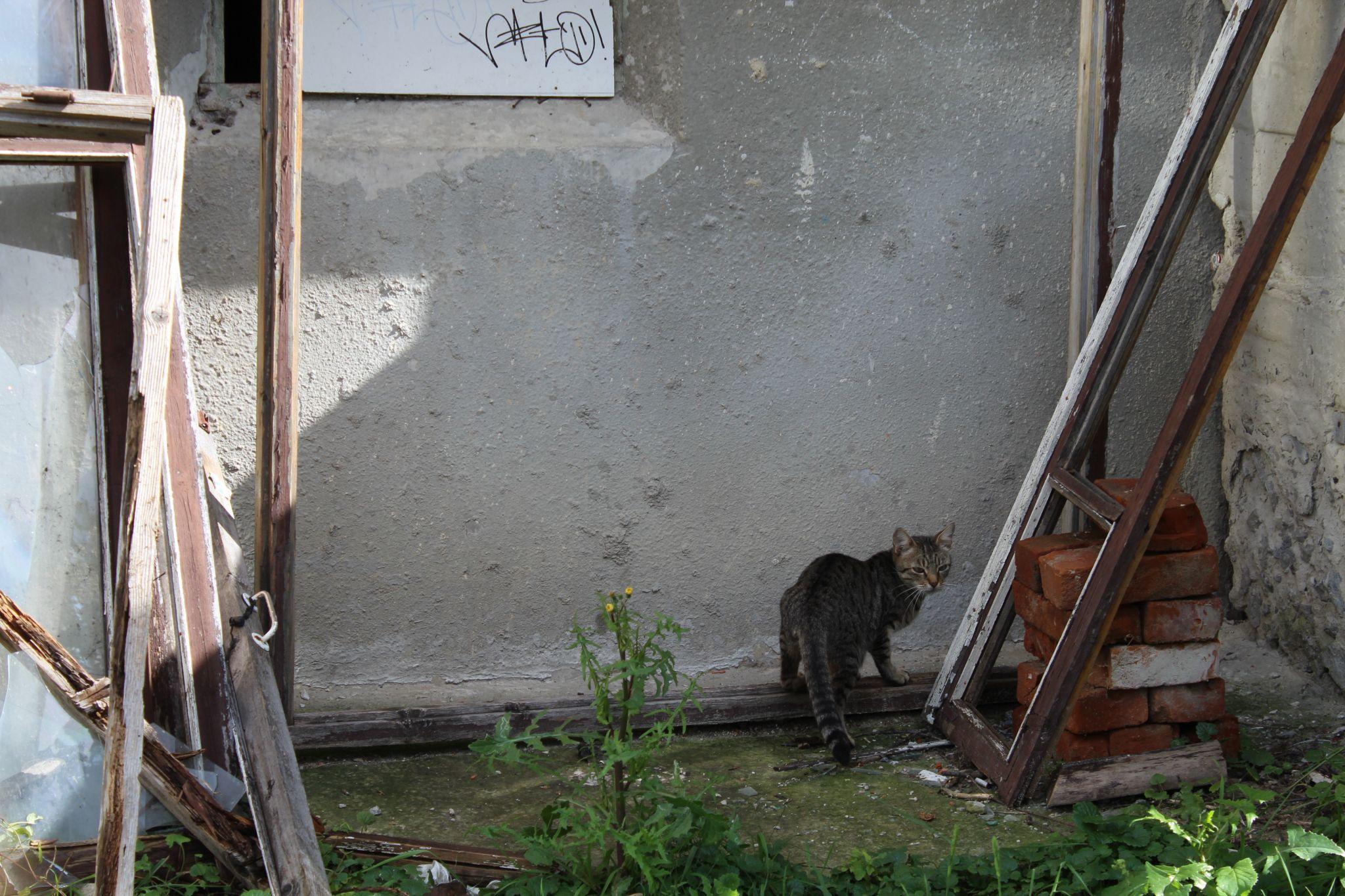Новини Тернополя - фото з Куди подіти котів, які окупували підвали? Мешканці шукають вихід, а влада розводить руками