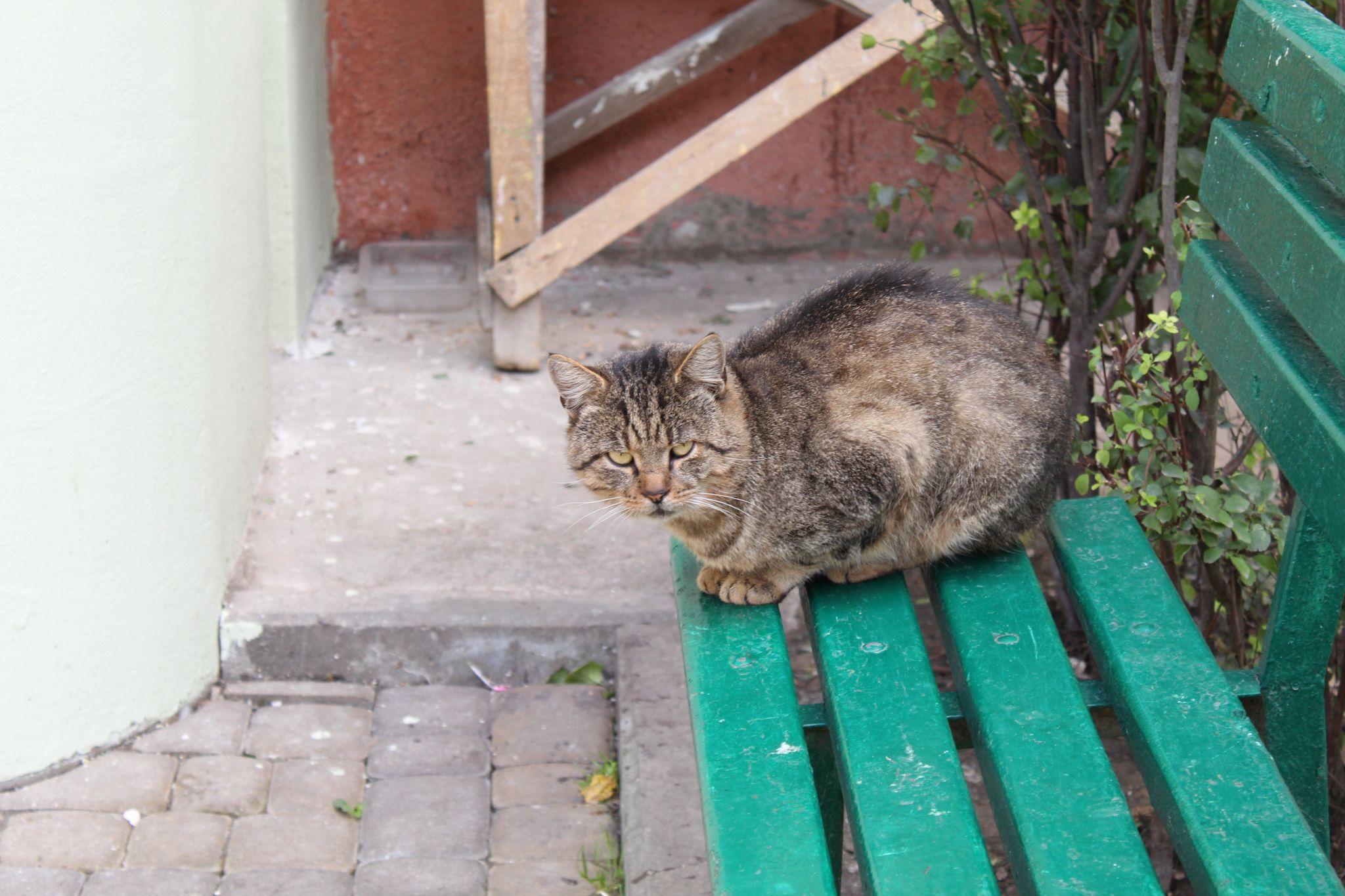 Новини Тернополя - фото з Куди подіти котів, які окупували підвали? Мешканці шукають вихід, а влада розводить руками