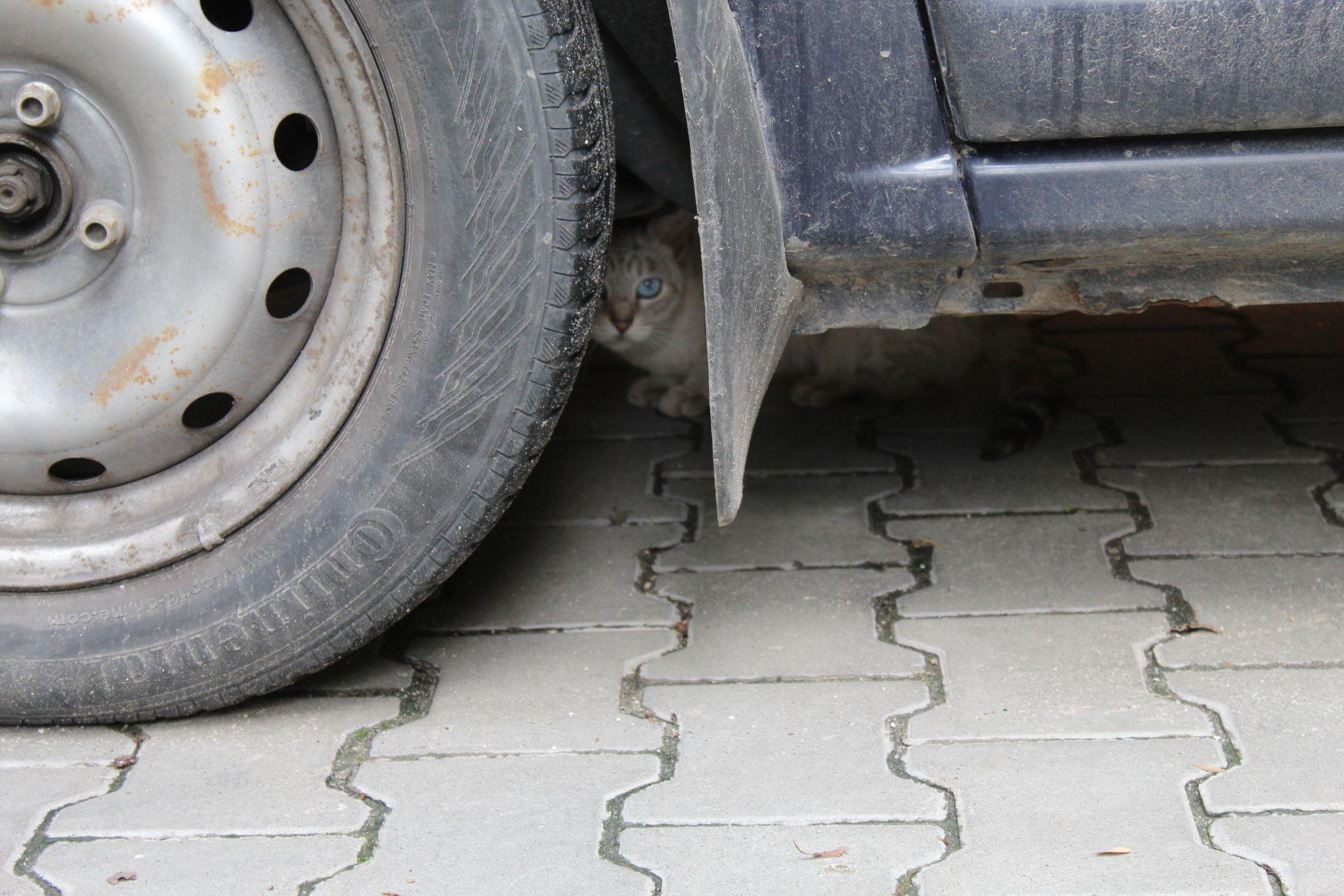 Новини Тернополя - фото з Куди подіти котів, які окупували підвали? Мешканці шукають вихід, а влада розводить руками