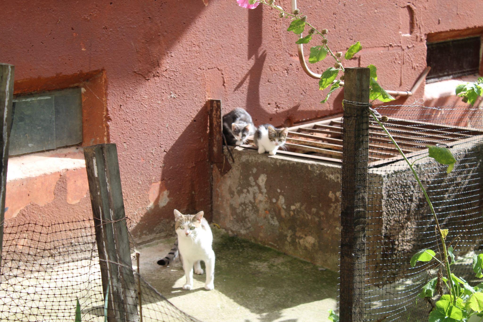 Новини Тернополя - фото з Куди подіти котів, які окупували підвали? Мешканці шукають вихід, а влада розводить руками