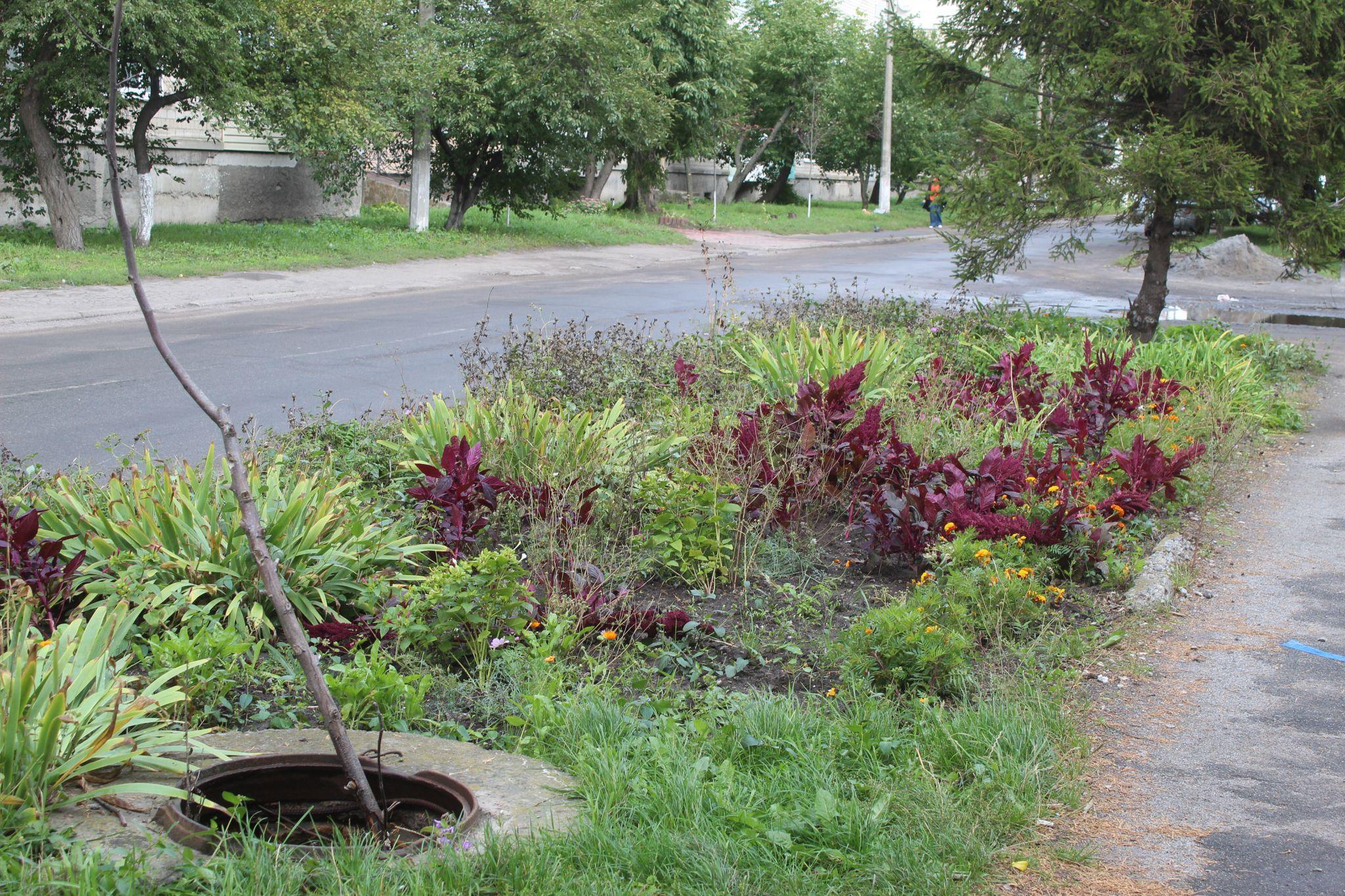 Новини Козятина - фото з В Козятині найродючіша земля.Тут навіть кришка підземної комунікації дала врожай
