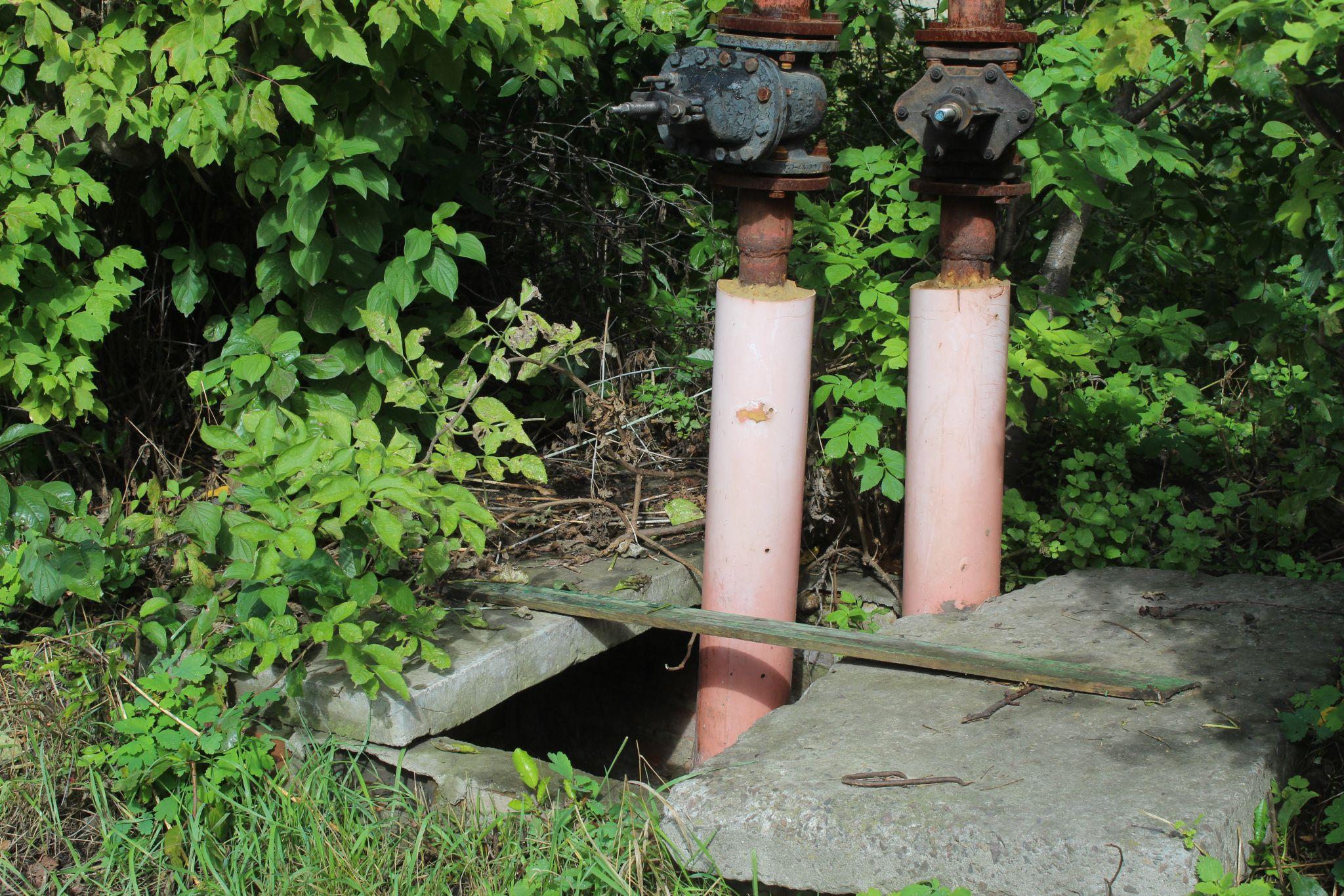 Новини Козятина - фото з В Козятині найродючіша земля.Тут навіть кришка підземної комунікації дала врожай