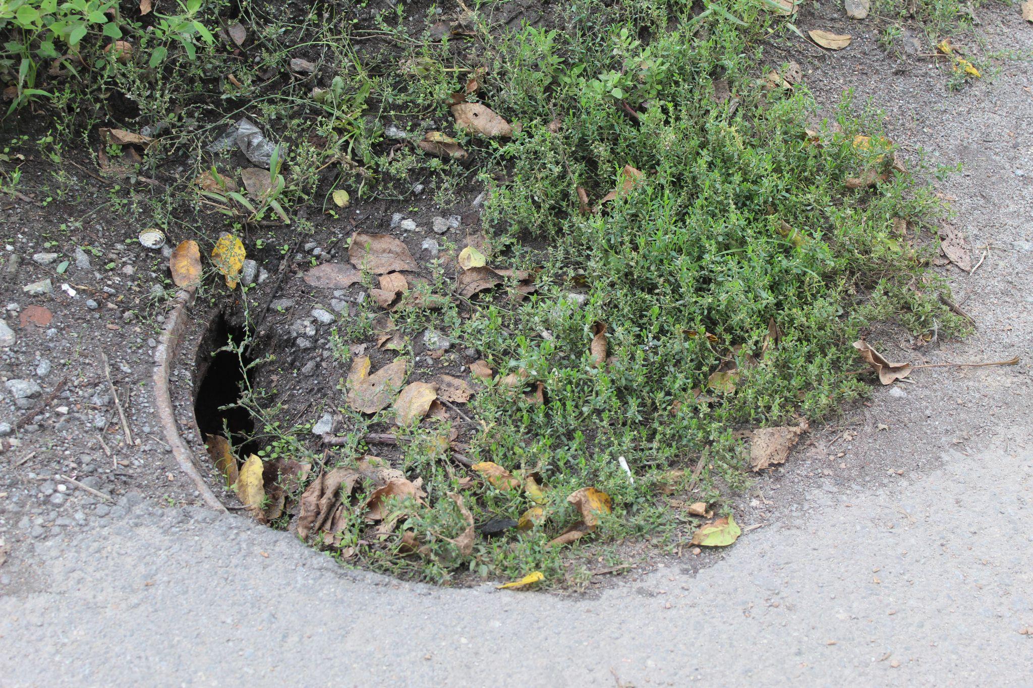 Новини Козятина - фото з В Козятині найродючіша земля.Тут навіть кришка підземної комунікації дала врожай