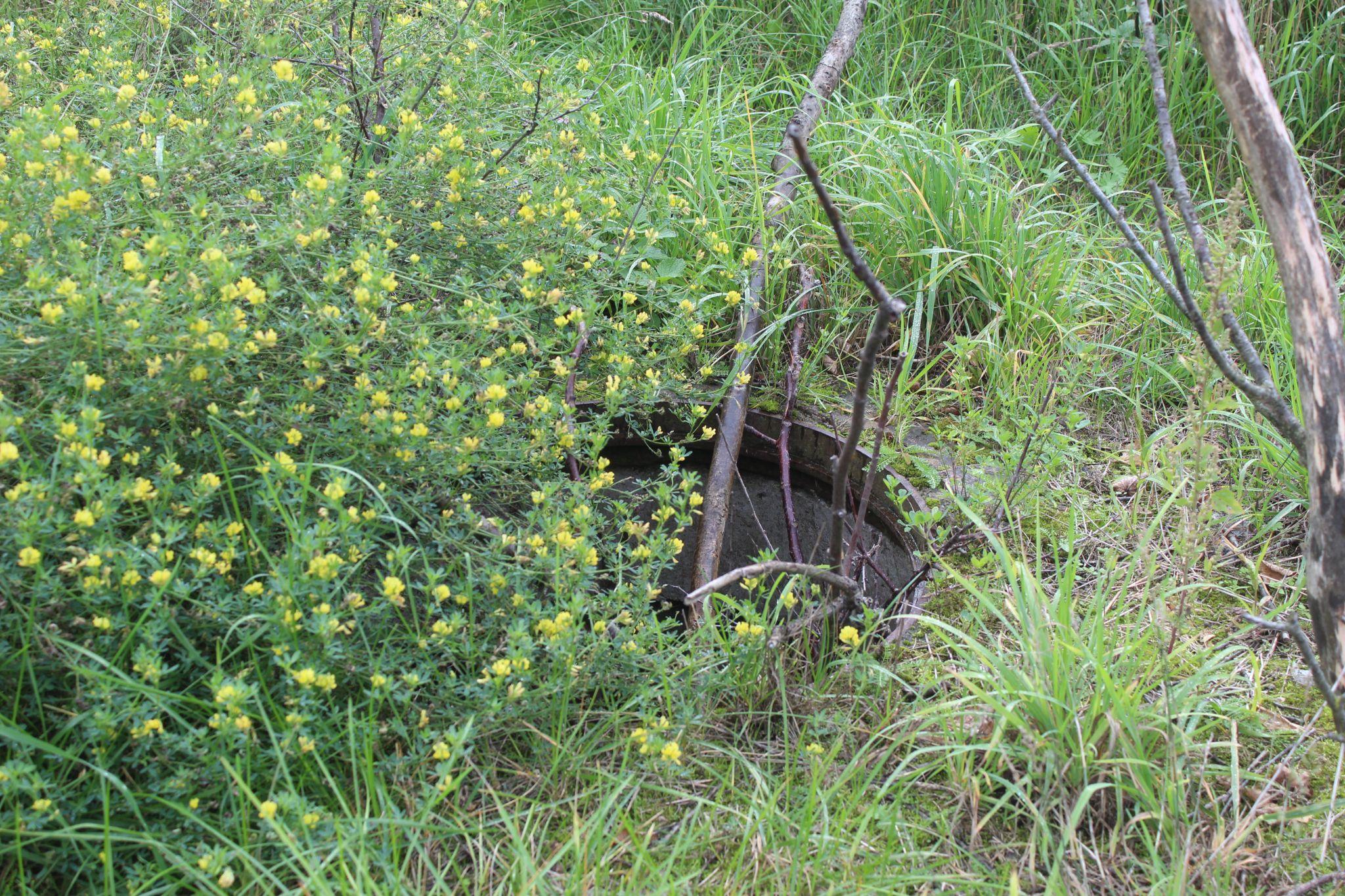 Новини Козятина - фото з В Козятині найродючіша земля.Тут навіть кришка підземної комунікації дала врожай