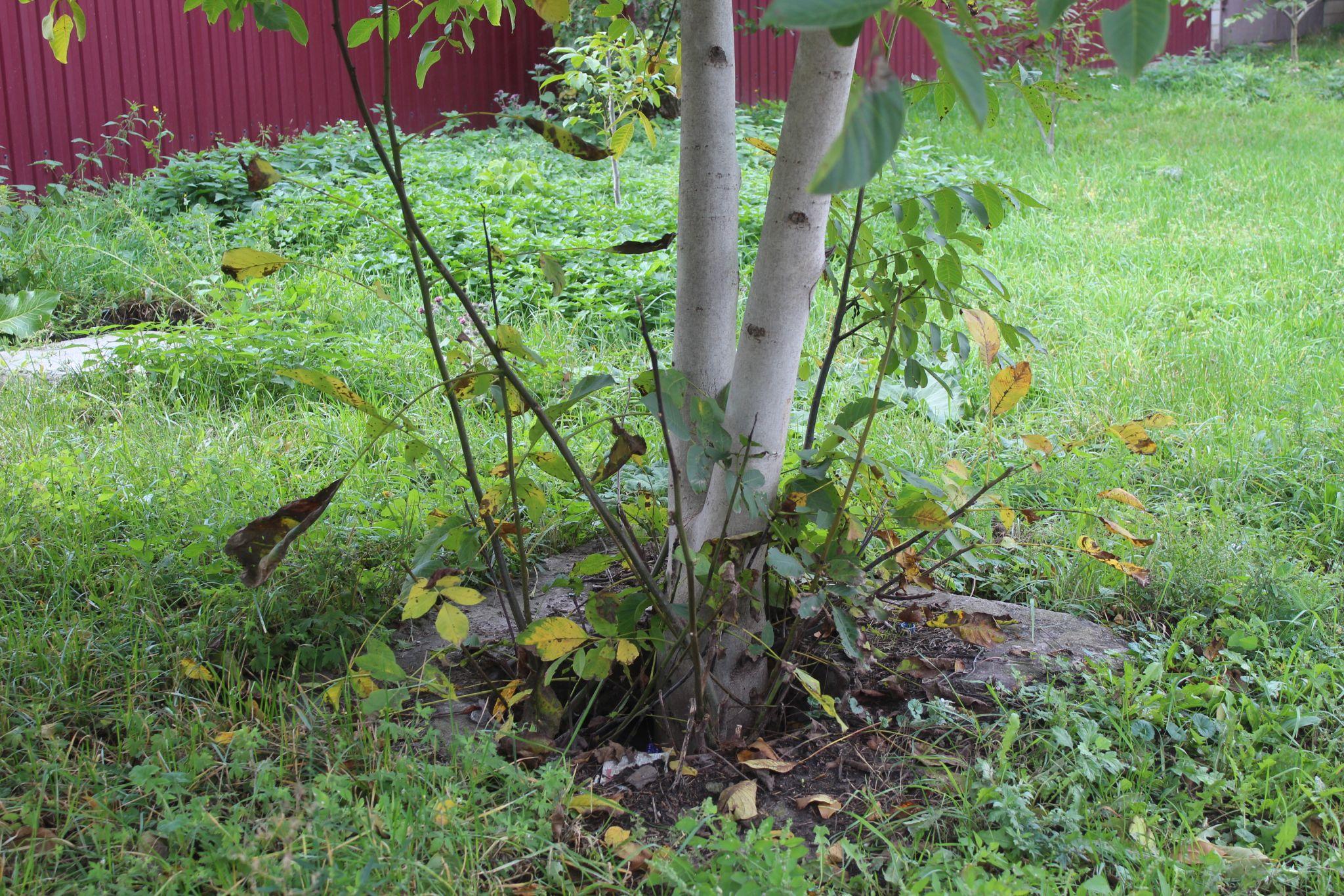 Новини Козятина - фото з В Козятині найродючіша земля.Тут навіть кришка підземної комунікації дала врожай