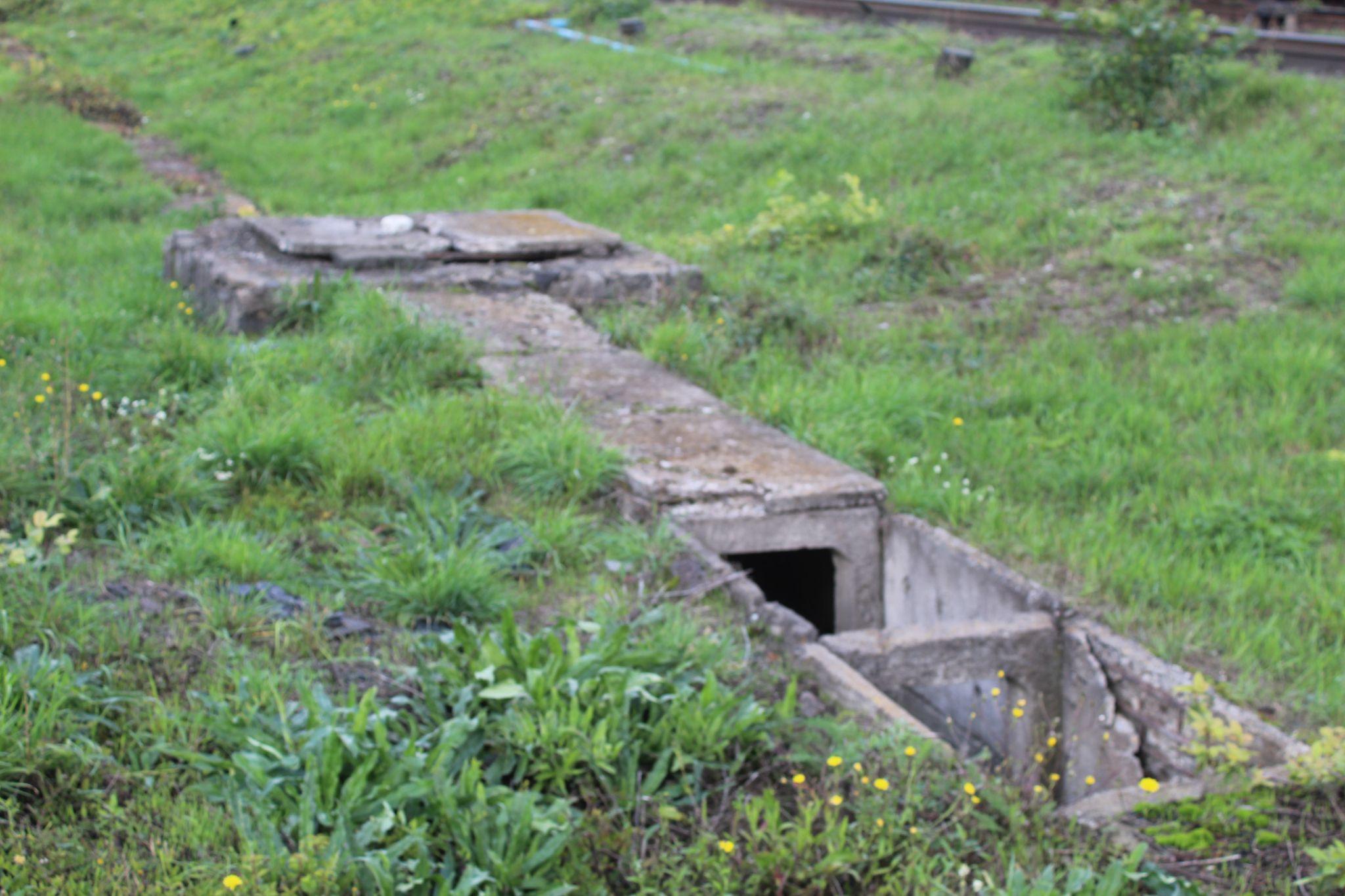 Новини Козятина - фото з В Козятині найродючіша земля.Тут навіть кришка підземної комунікації дала врожай