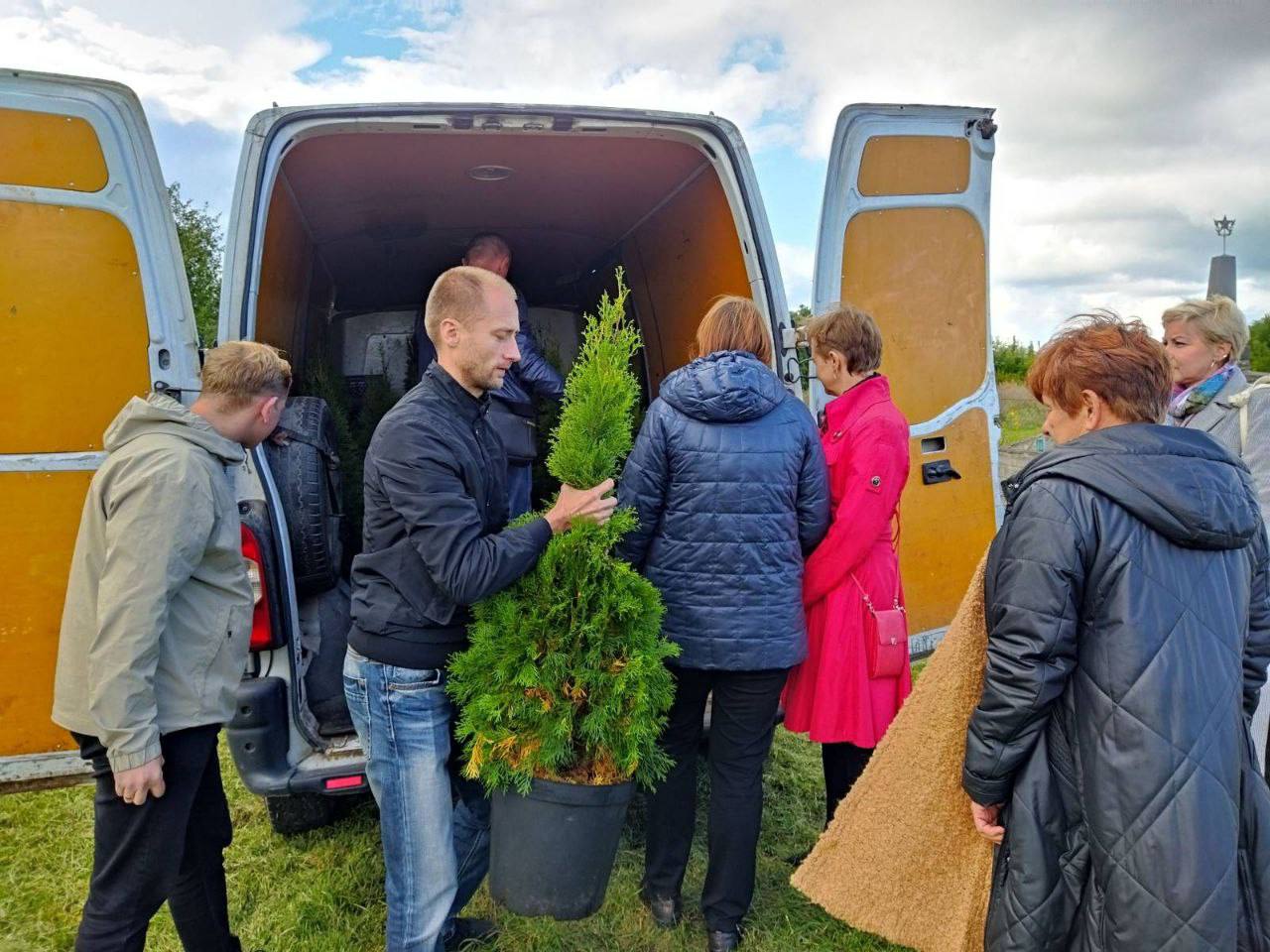 Новини Житомира - фото з У Мирополі висадили алею з туй як перший етап облаштування символічного скверу