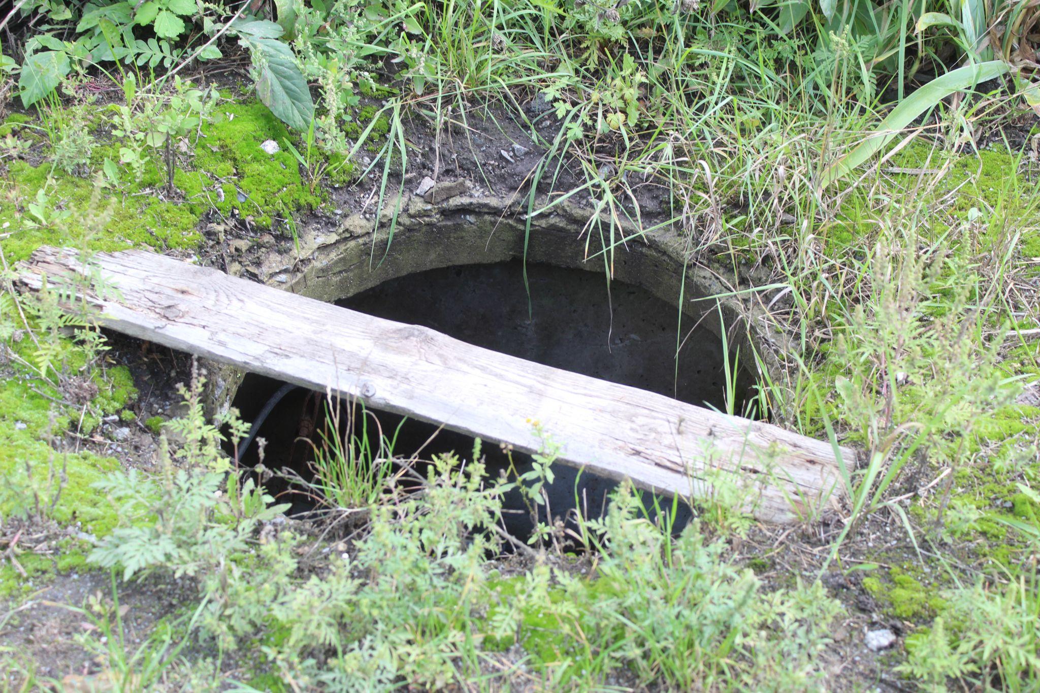 Новини Козятина - фото з В Козятині найродючіша земля.Тут навіть кришка підземної комунікації дала врожай