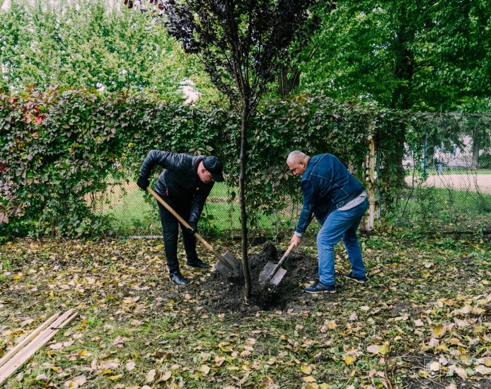 Новини Тернополя - фото з У парку Шевченка висадили декоративні дерева «Піссарді»