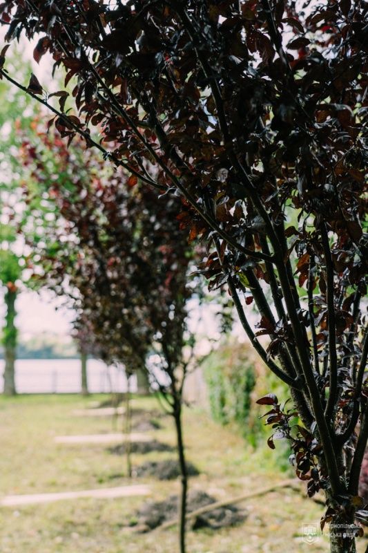 Новини Тернополя - фото з У парку Шевченка висадили декоративні дерева «Піссарді»