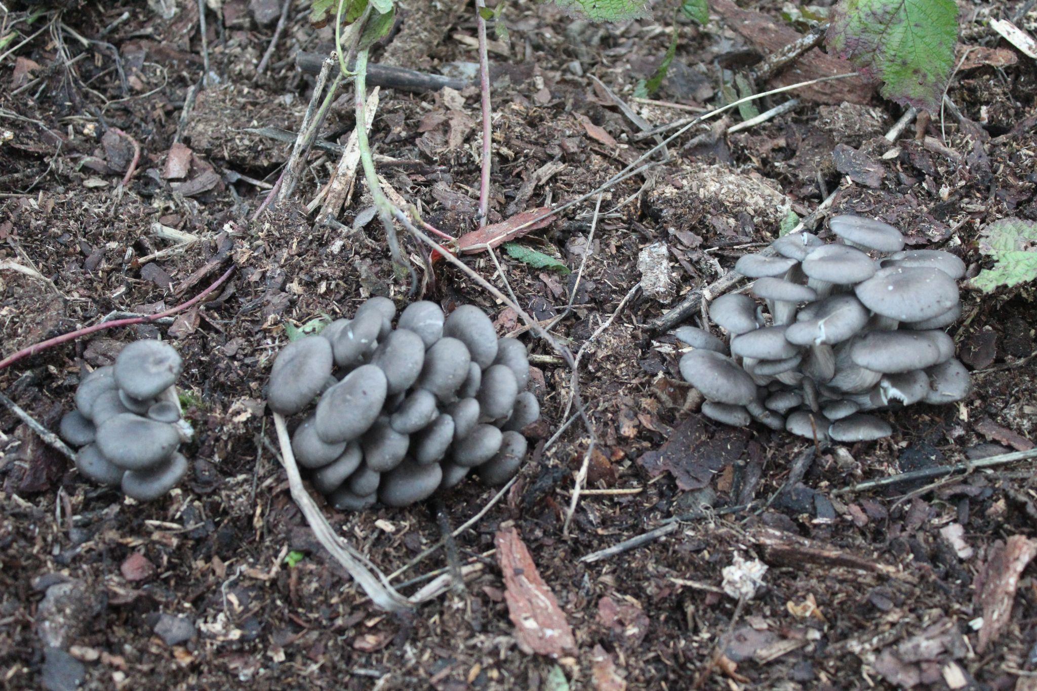 Новини Козятина - фото з На Козятинщині сезон збору грибів. Обережно, в їстівних грибів є двійники