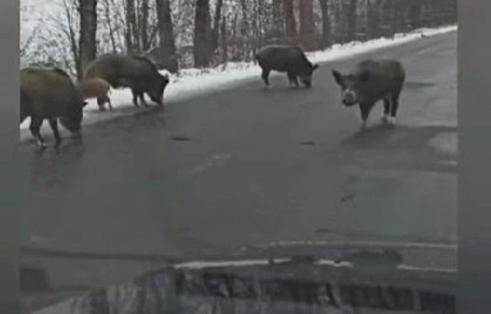 Новини Вінниці - фото з «А якби ми йшли пішки і зустріли їх?..» Вепри зупинили авто на дорозі — як поводитися у такій ситуації?