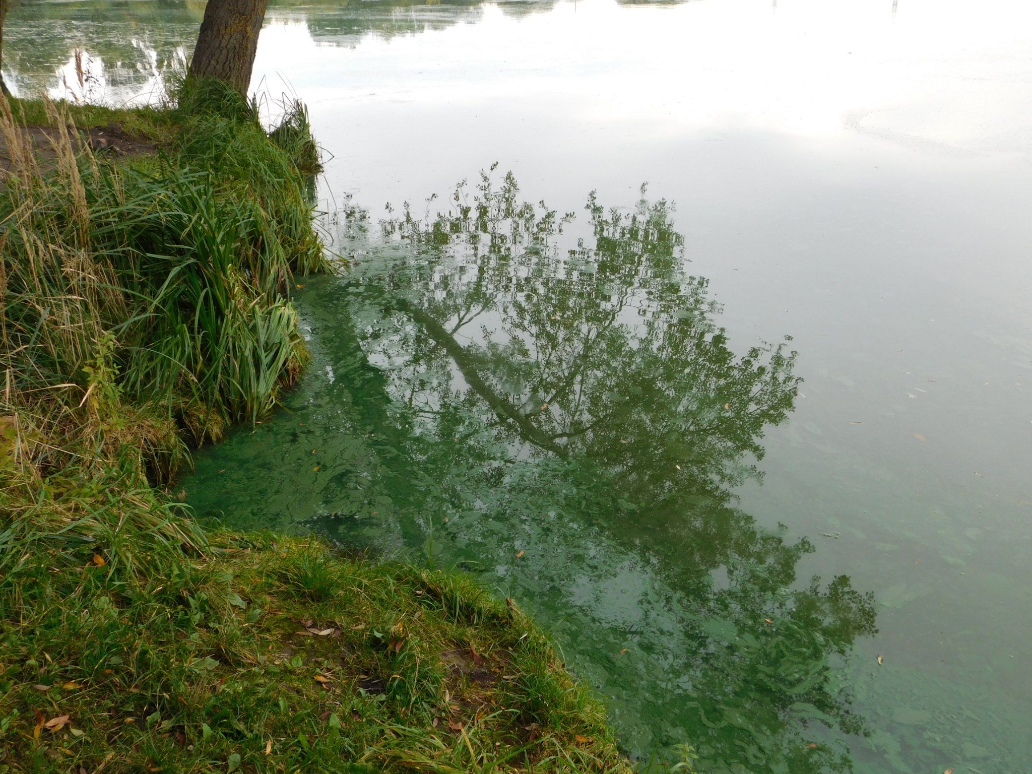 Новини Хмельницького - фото з Екоактивісти Хмельниччини б’ють на сполох: у водосховищі може загинути риба