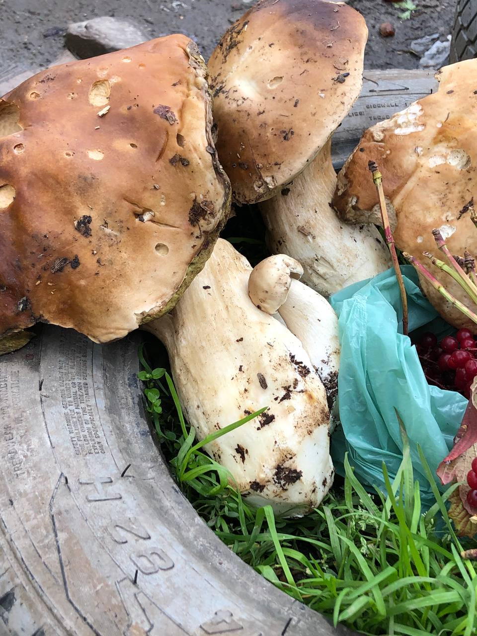 Новини Тернополя - фото з Просять від 50 до 250 грн за кілограм. Які гриби продають на стихійних ринках і чи безпечні вони?