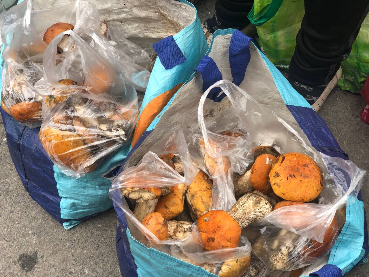 Новини Тернополя - фото з Просять від 50 до 250 грн за кілограм. Які гриби продають на стихійних ринках і чи безпечні вони?