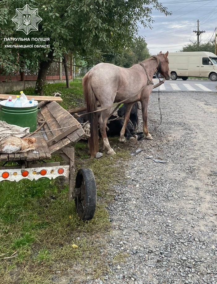 Возможно, это изображение лошадь и на открытом воздухе