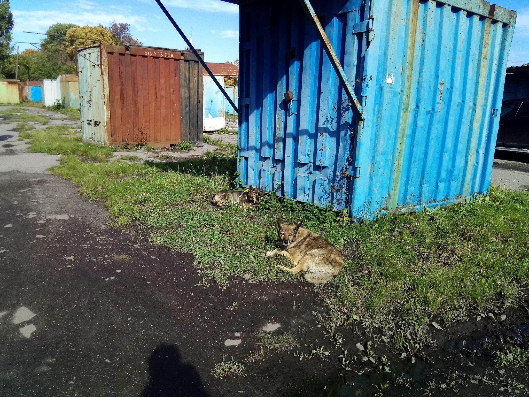 Новини Козятина - фото з Великий базар пустує навіть у базарний день