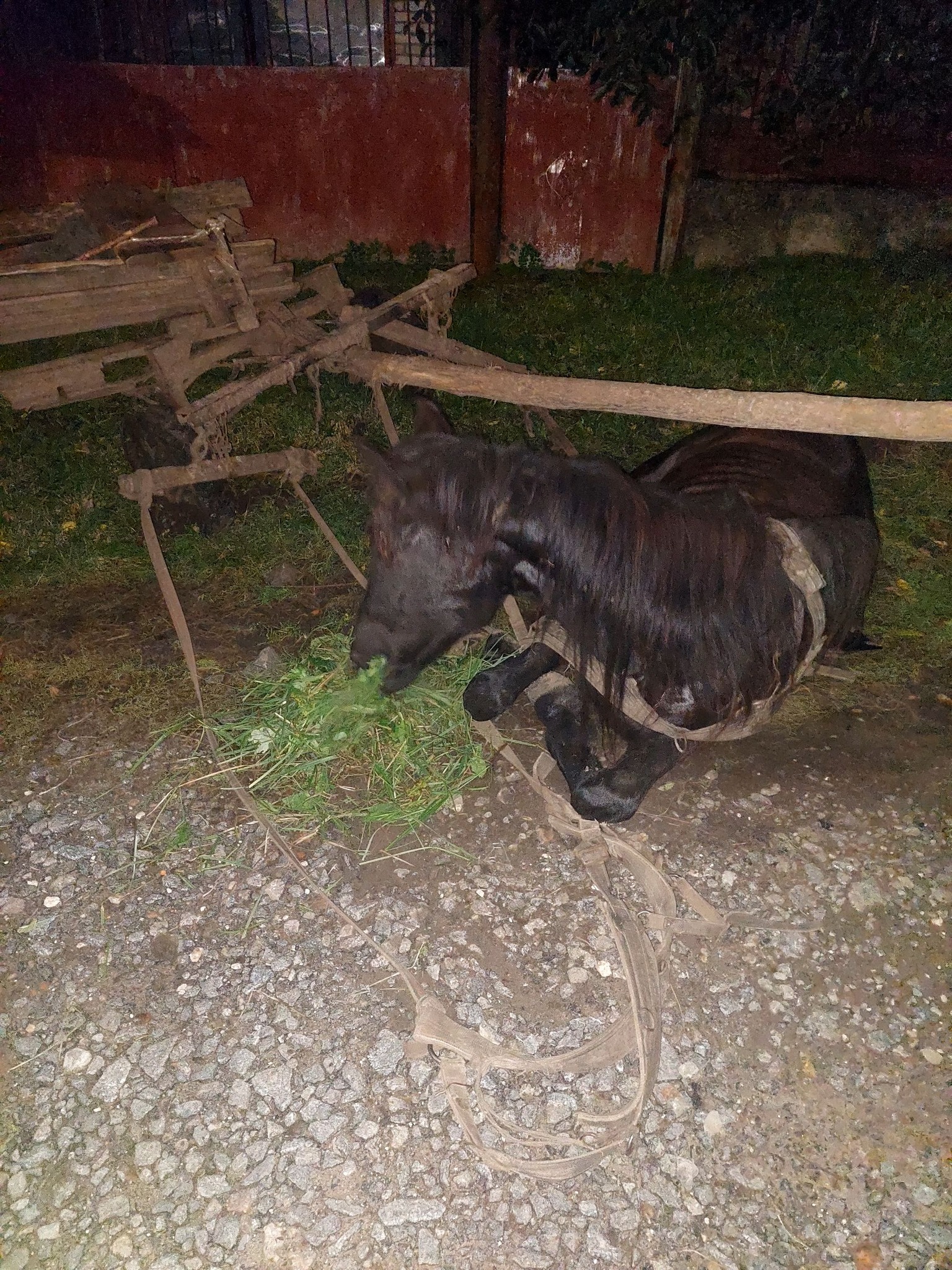 Возможно, это изображение животное и на открытом воздухе