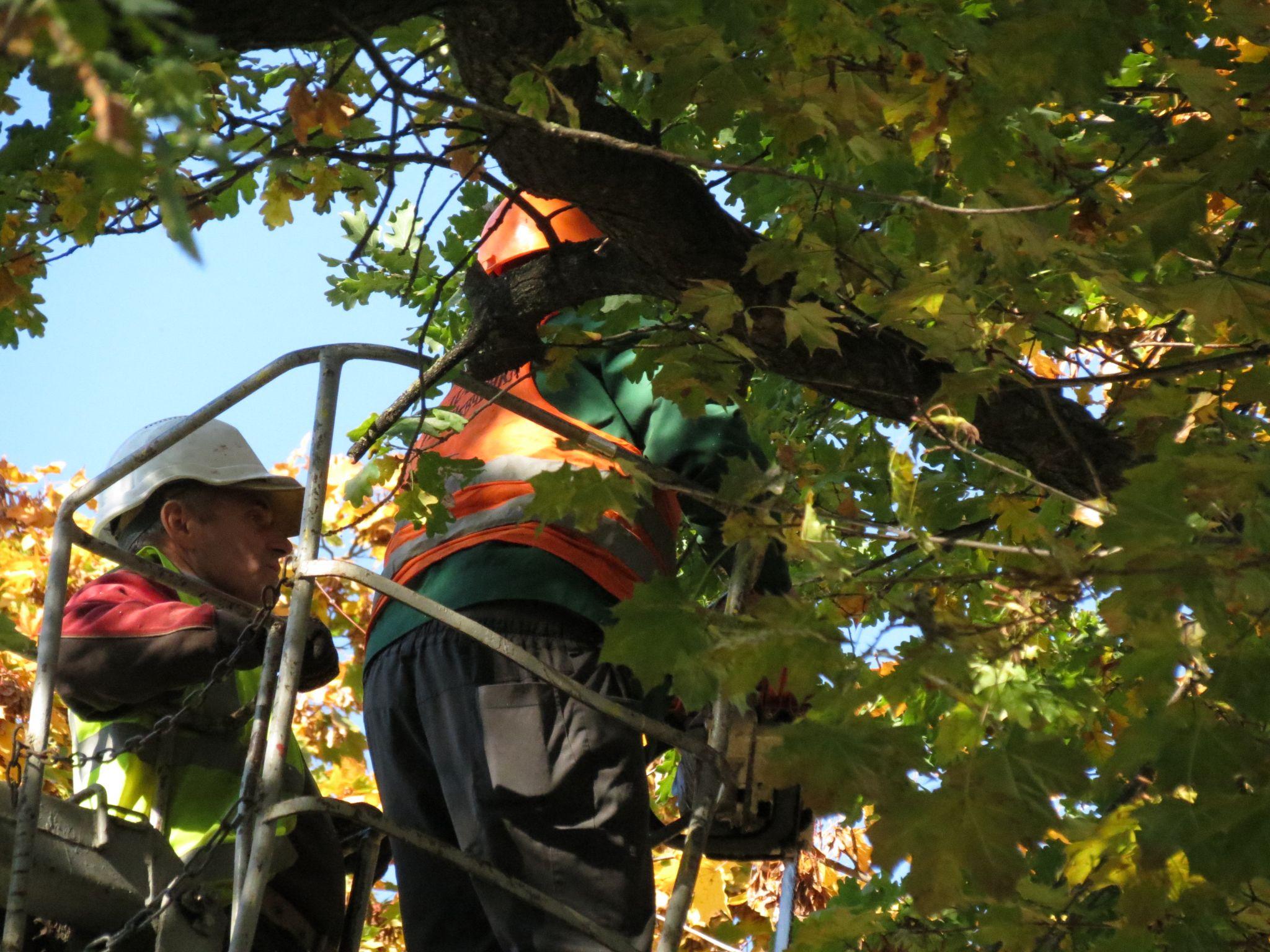 Новини Тернополя - фото з Перекрили прохід та зрізають дерева: що відбувається у парку Шевченка