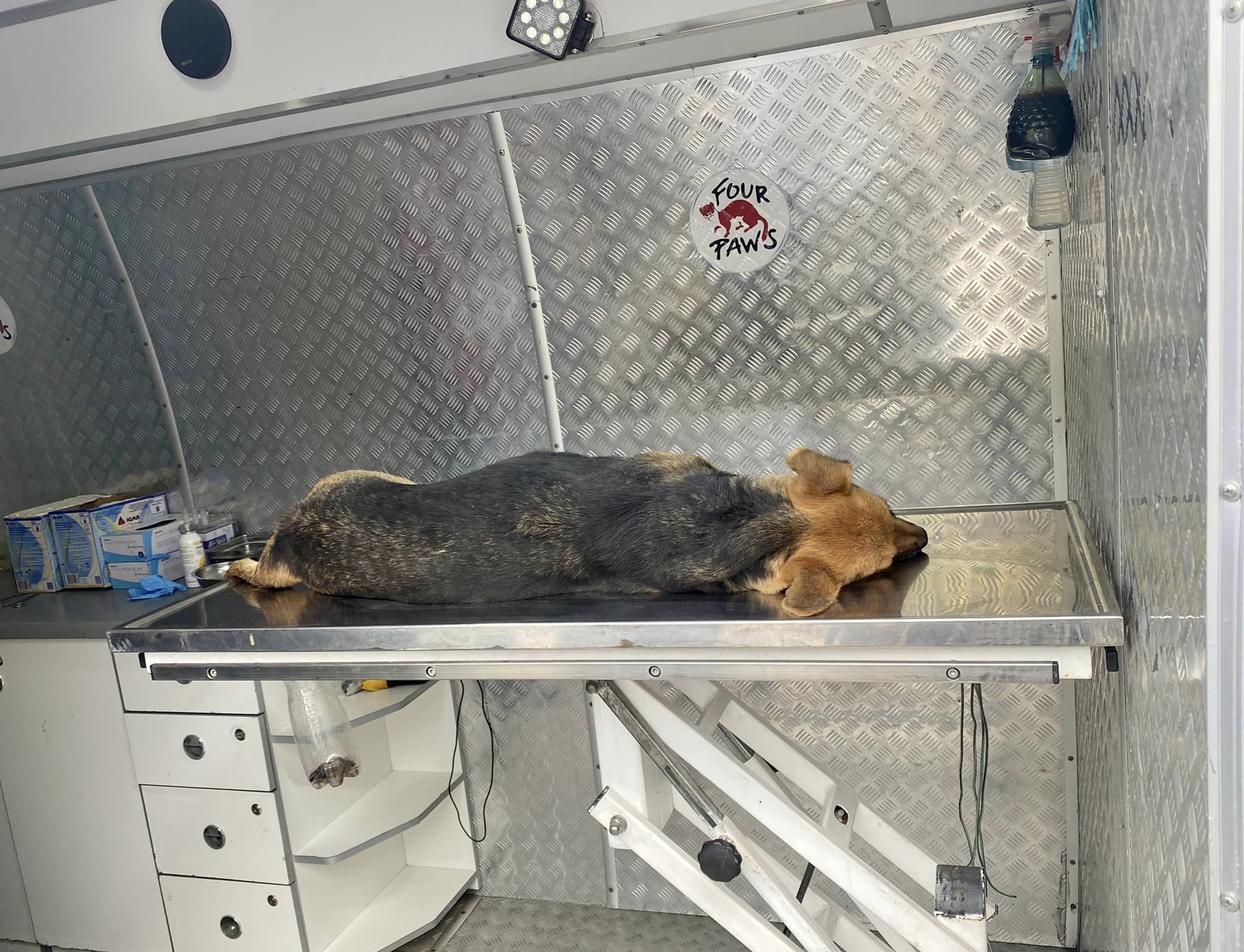 Новини Хмельницького - фото з Люди жалілися: на Кам’янеччині стерилізували бездомних собак