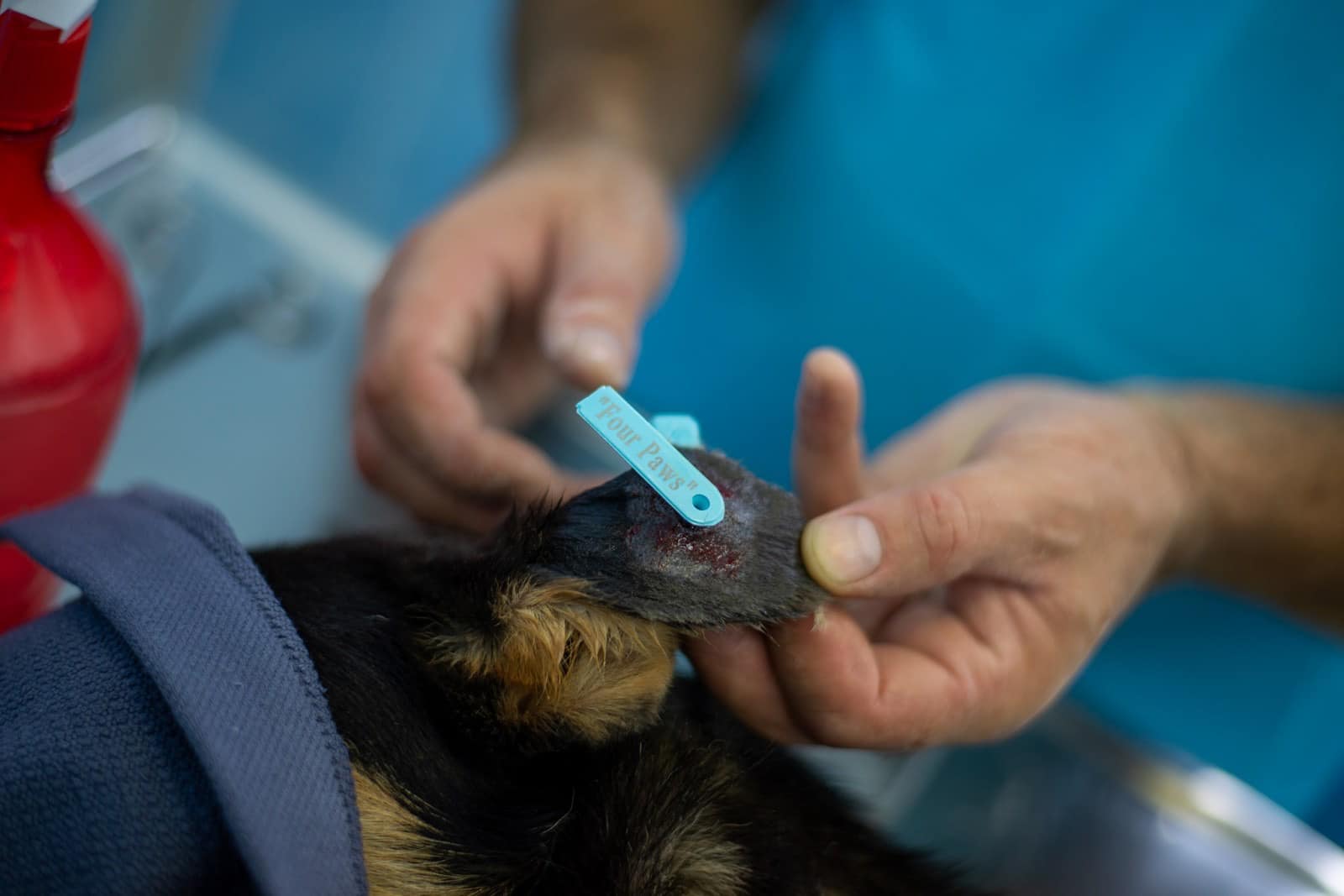 Новини Хмельницького - фото з Люди жалілися: на Кам’янеччині стерилізували бездомних собак