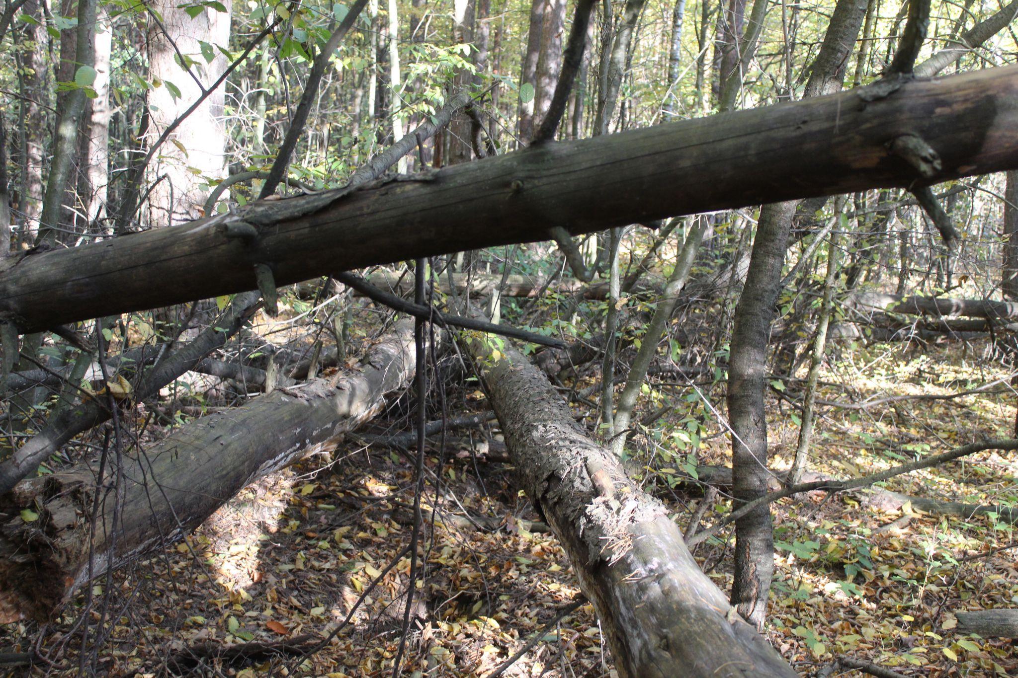 Новини Козятина - фото з Фото тижня: коли в Козятині дощило, він став схожим на столицю Австрії