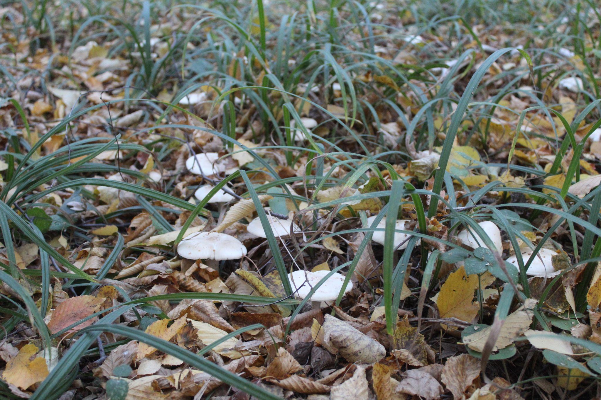 Новини Козятина - фото з Фото тижня: коли в Козятині дощило, він став схожим на столицю Австрії