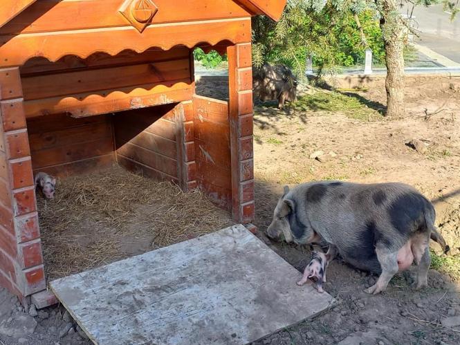 Новини Вінниці - фото з У Подільському зоопарку оселилась пара «гавкаючих» оленів